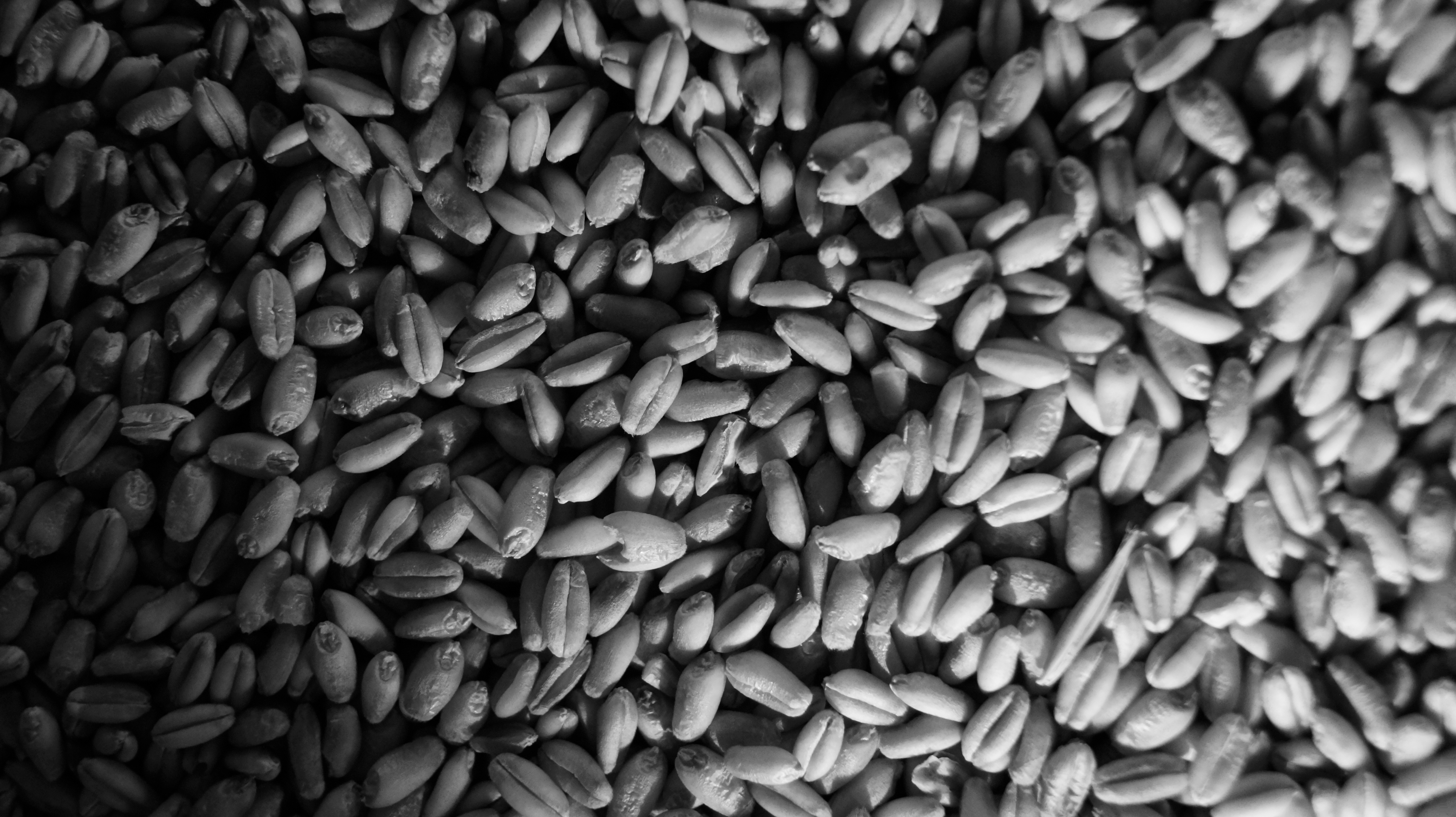Wheat Cereal Grain Monochrome 5456x3064