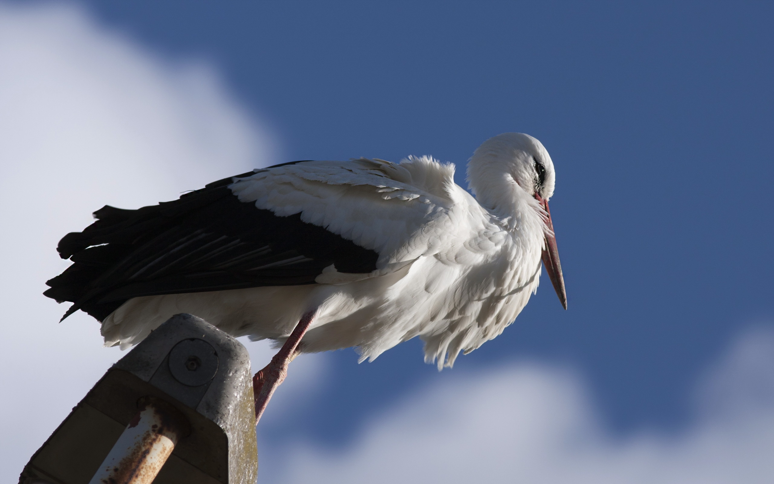 Animal White Stork 2560x1600