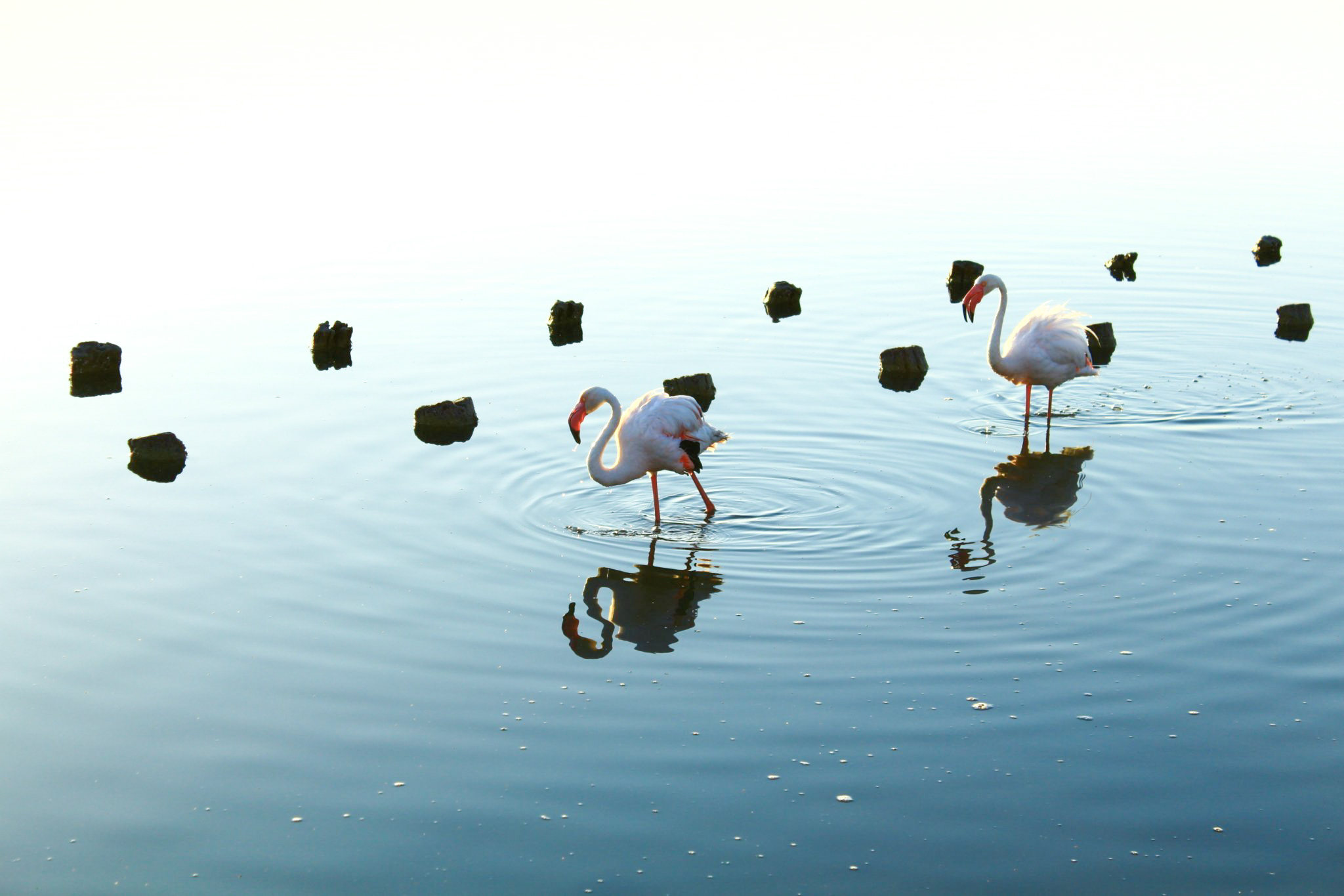 Sardinia Flamingos Landscape Nature Animals Pink Italy 2048x1365