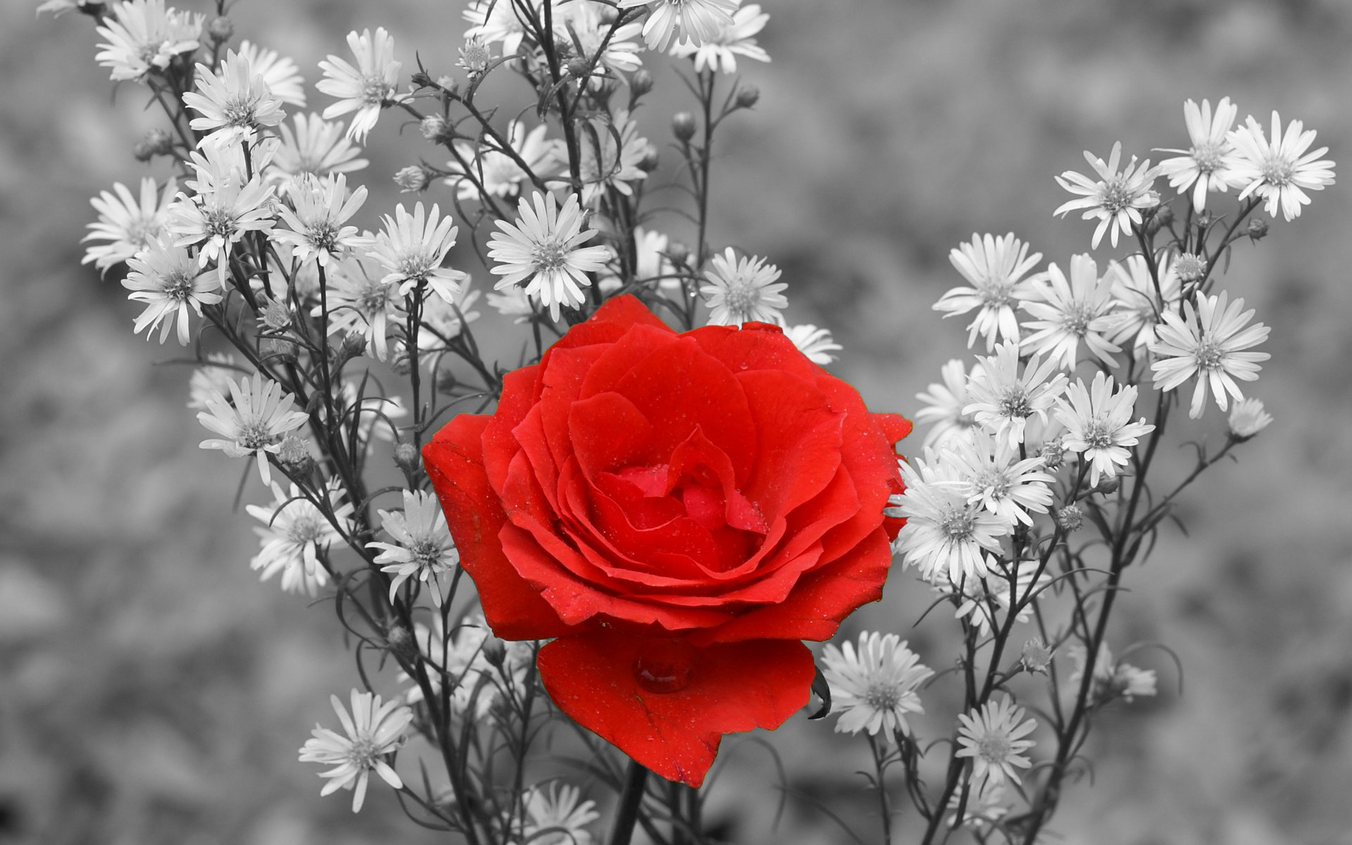Rose Red Rose Nature Flower Selective Color 1920x1200