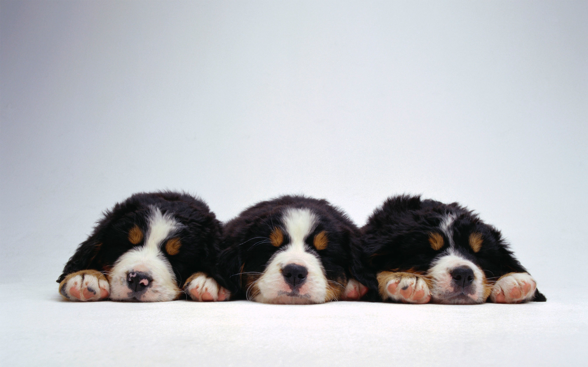 Bernese Mountain Dog Dog Puppy 1920x1200