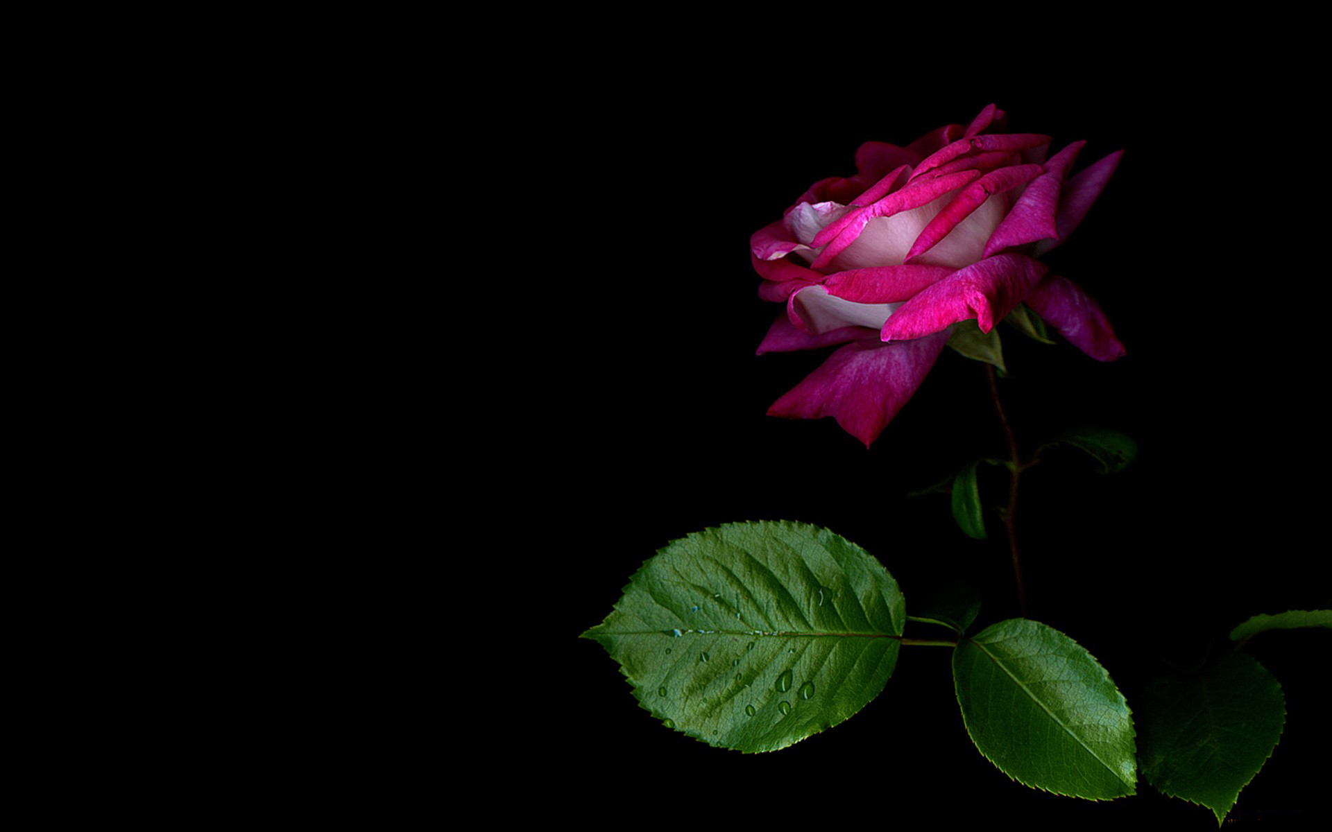 Rose Pink Rose Stem Pink Flower 1920x1200