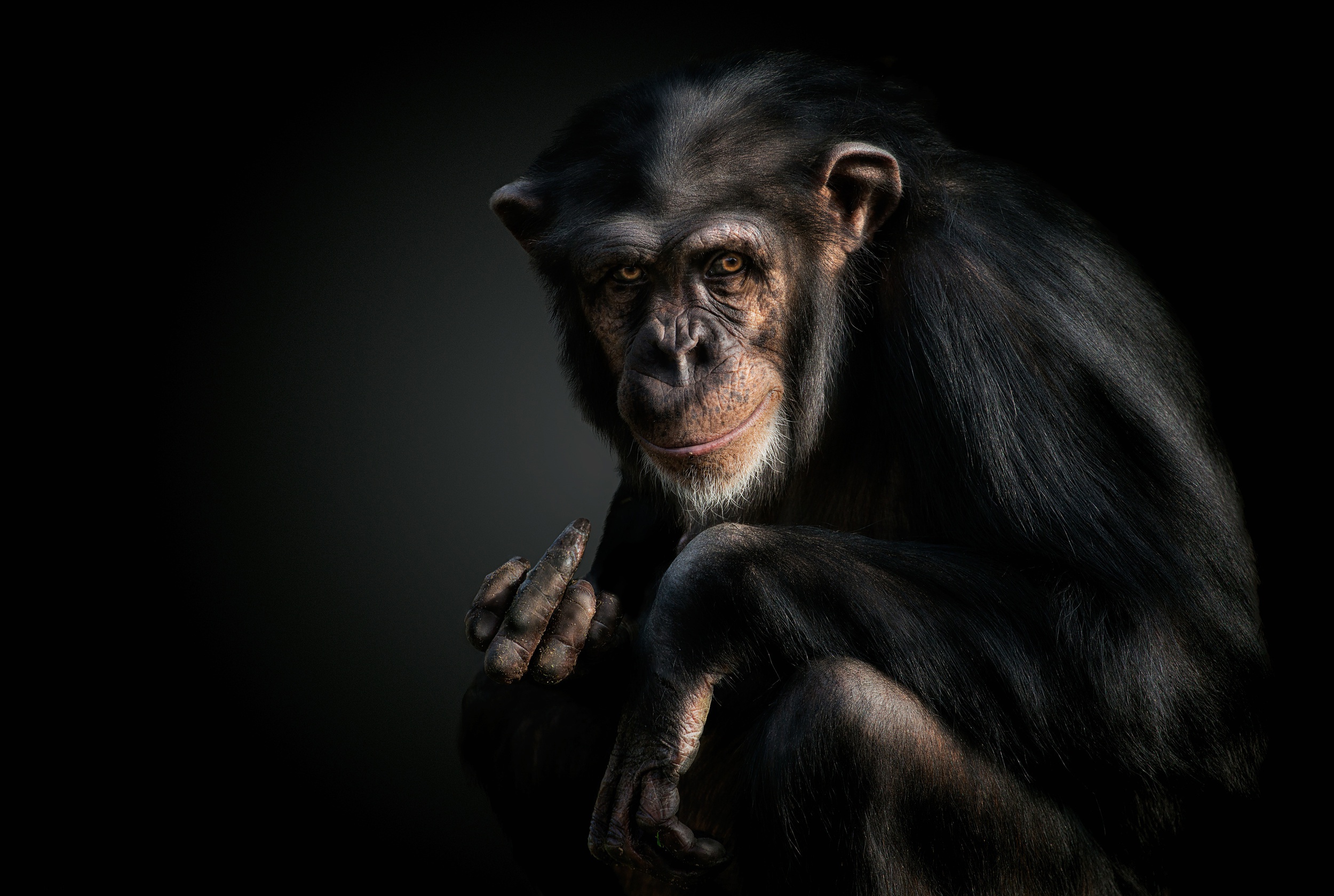 Chimpanzee Monkey Primate 2500x1680
