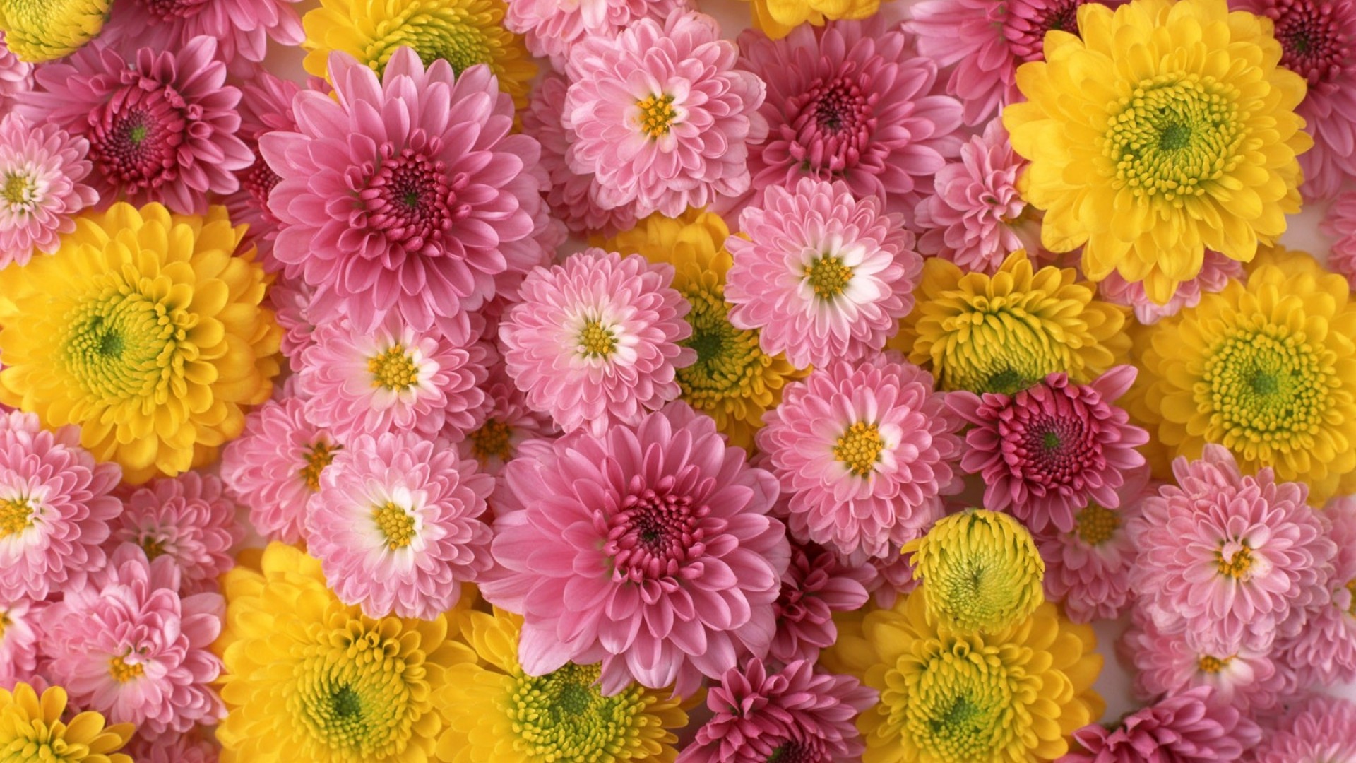 Earth Flower Chrysanthemum Pink Flower Yellow Flower 1920x1080