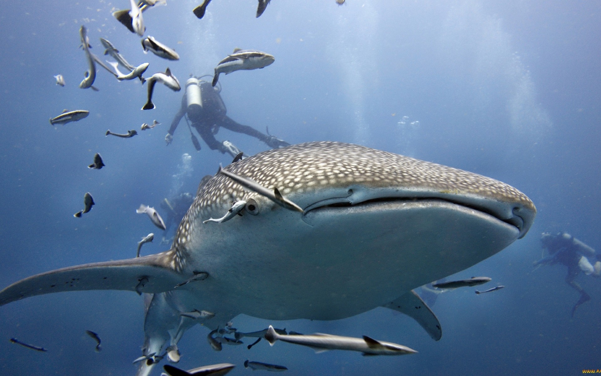 Whale Shark Fish Diver Scuba Diver 1920x1200