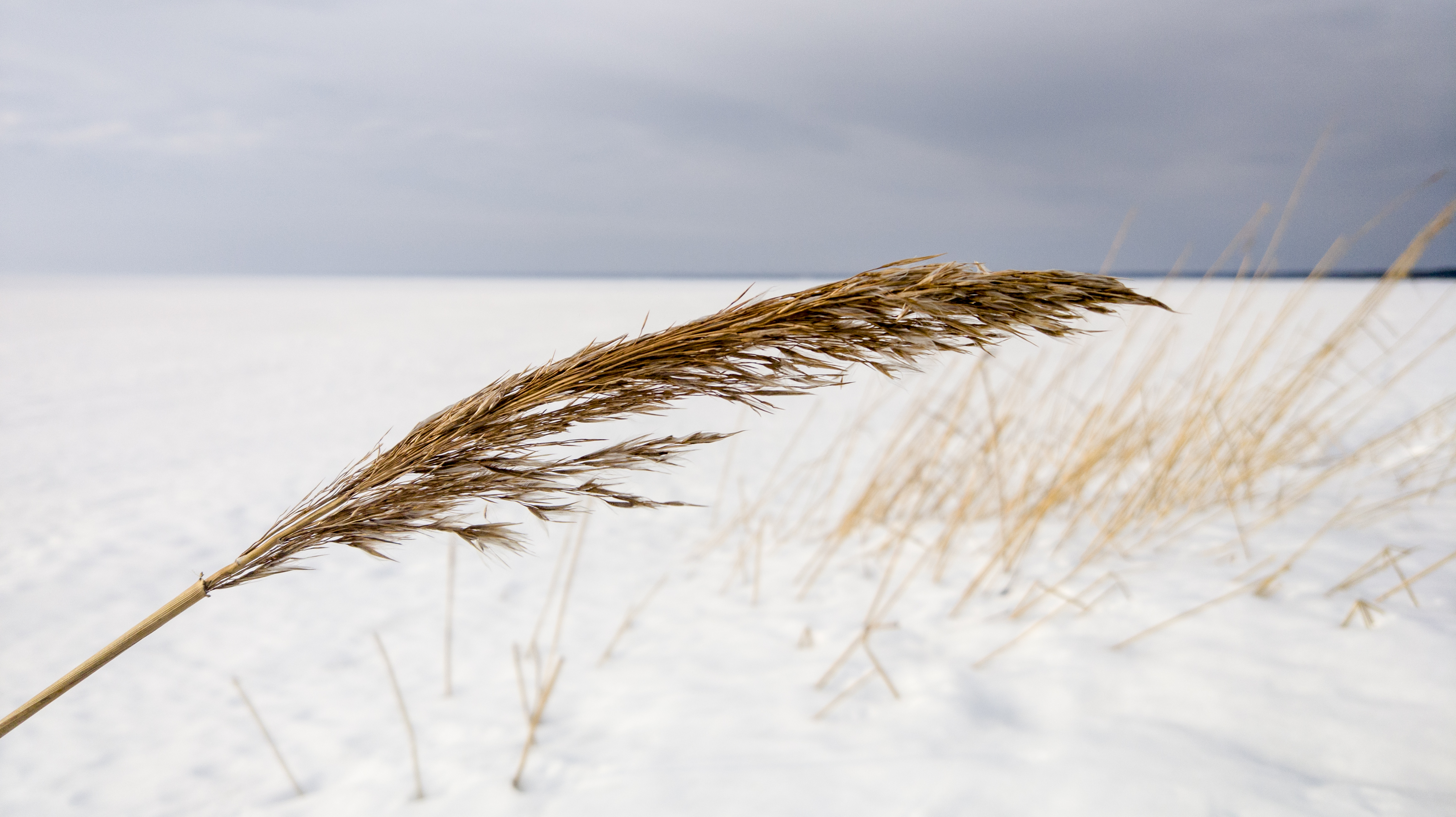 Nature Winter Snow Wind Sky Landscape Reeds Plants 4640x2602
