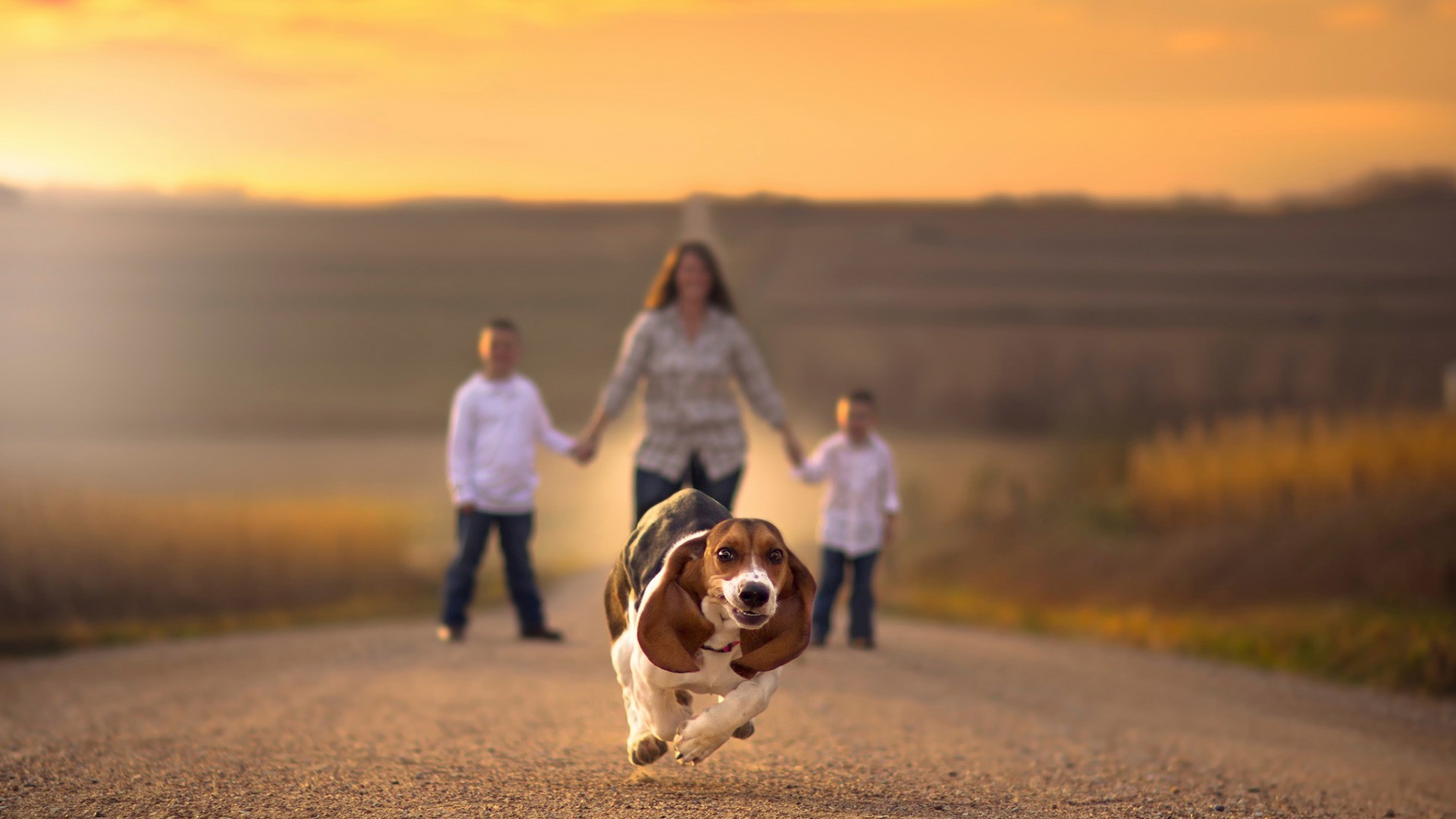 Families Road Holding Hands Depth Of Field Dog Animals Running Beagles Jake Olson Humor 1920x1080