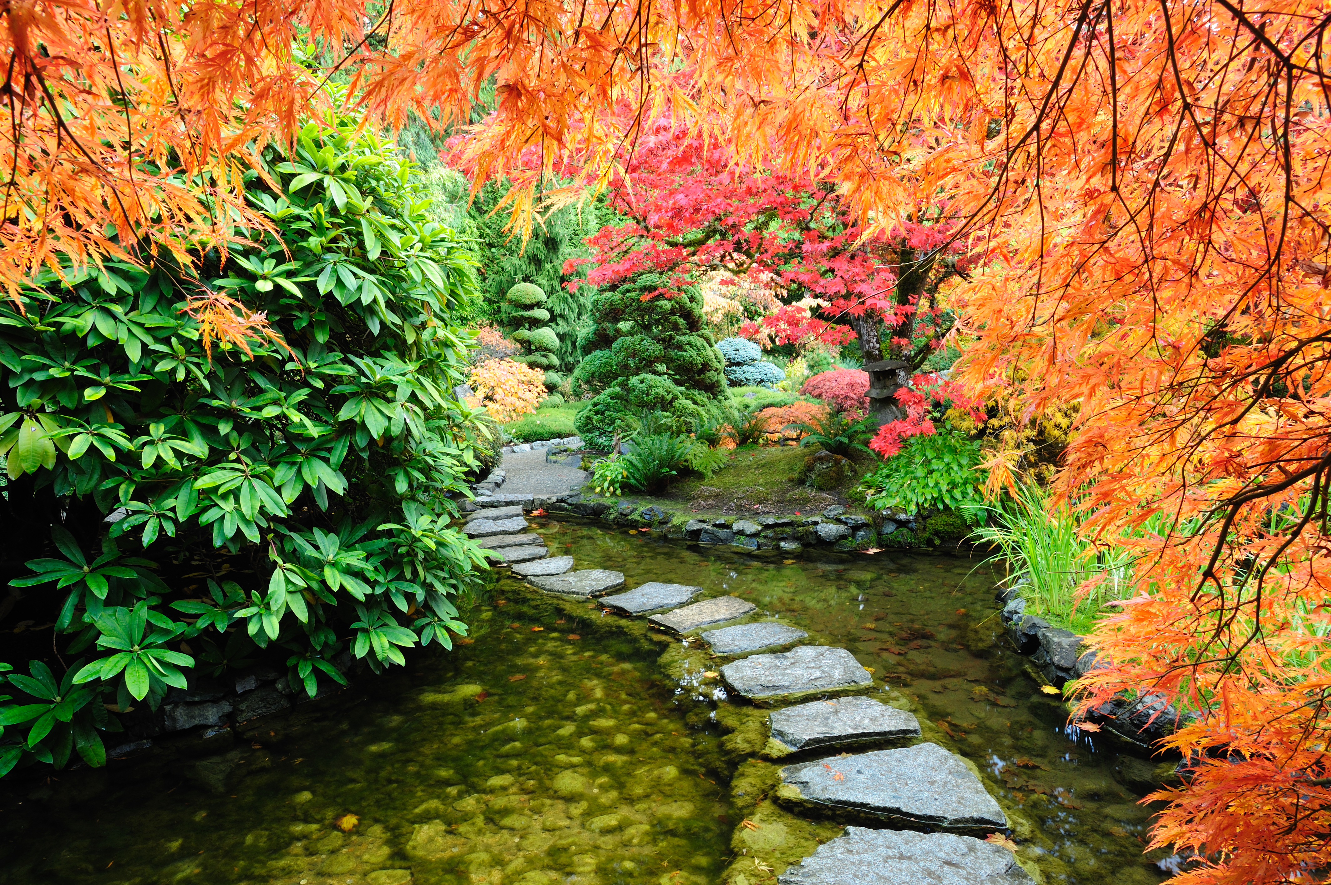 Japanese Garden Path Pond Foliage Fall Colors Tree 4256x2832