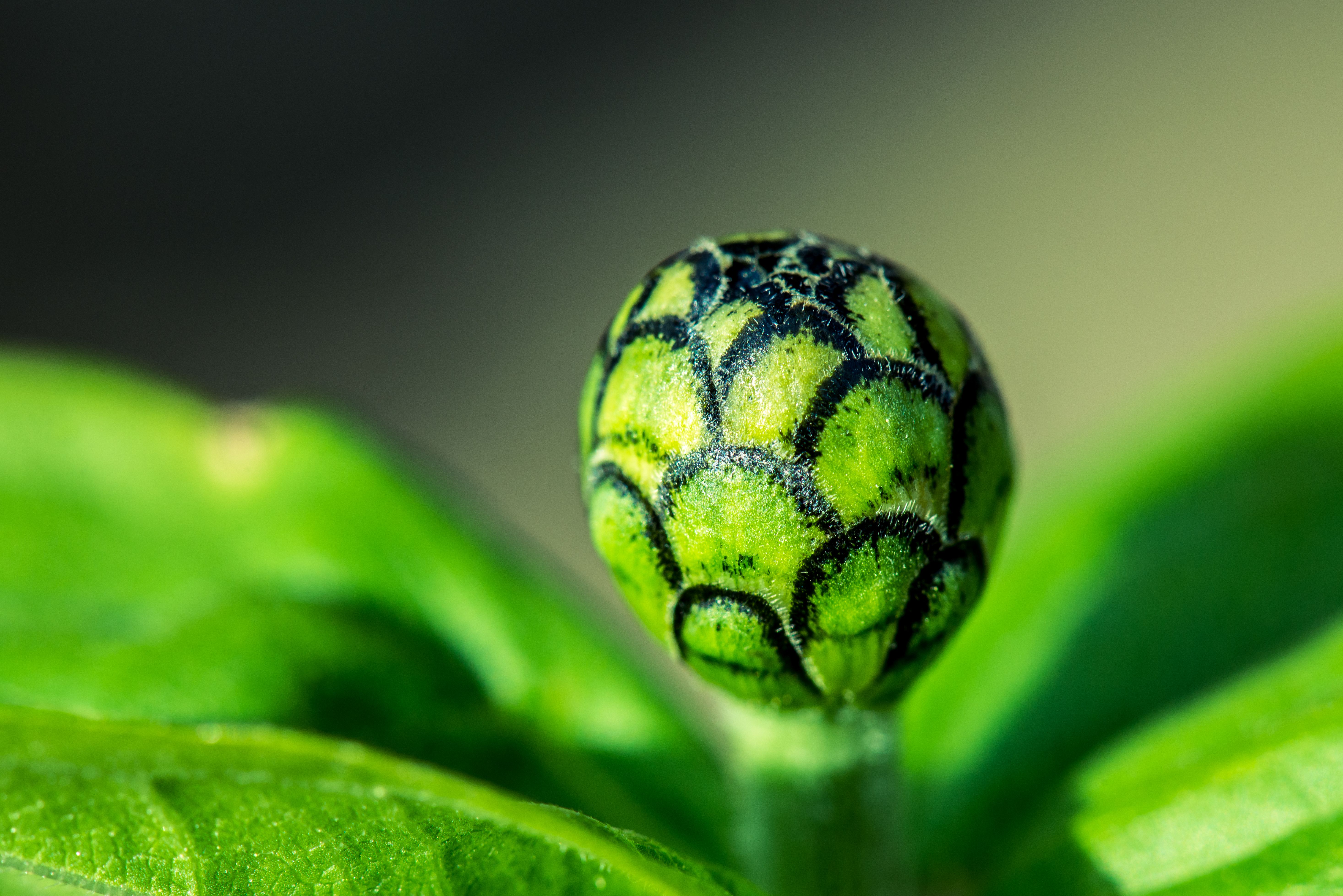 Zinnia 5865x3915