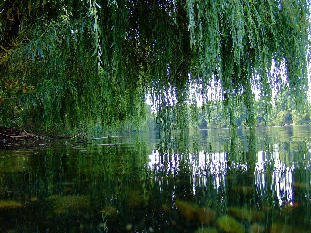 Trees Pond Willows Nature Lake 1024x768