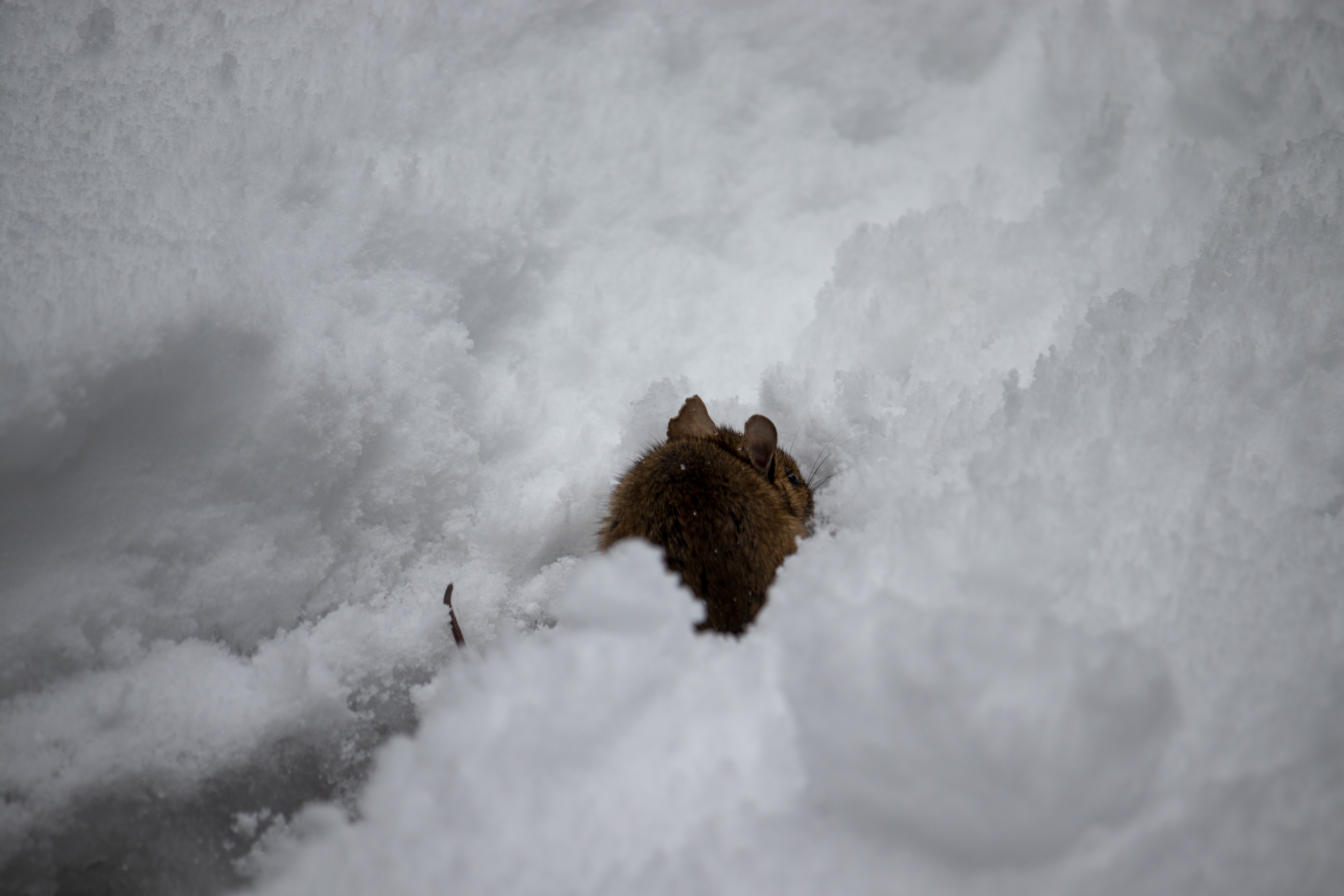 Snow Hiking Animals Mammals Winter 6000x4000