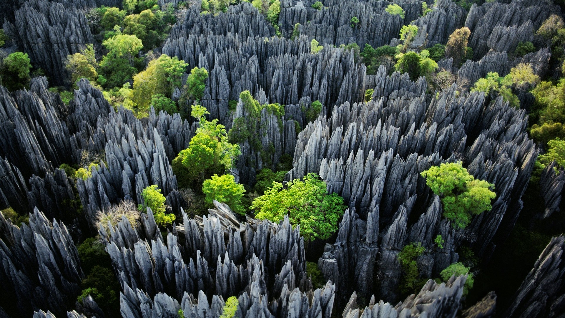 Stones Madagascar Trees Nature Erosion Tropical Landscape Limestone Forest Rock 1920x1080