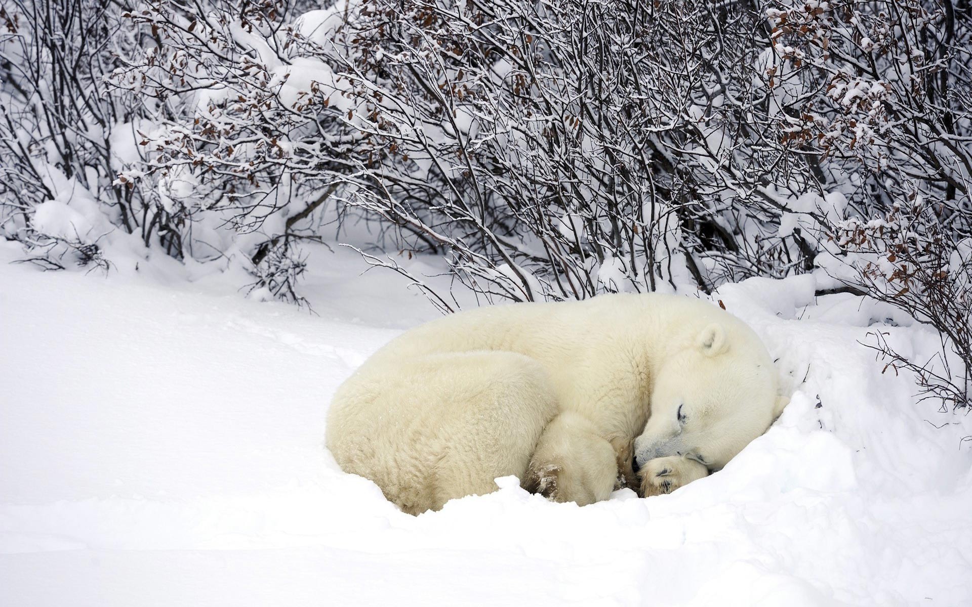 Animals Sleeping Snow Polar Bears 1920x1200