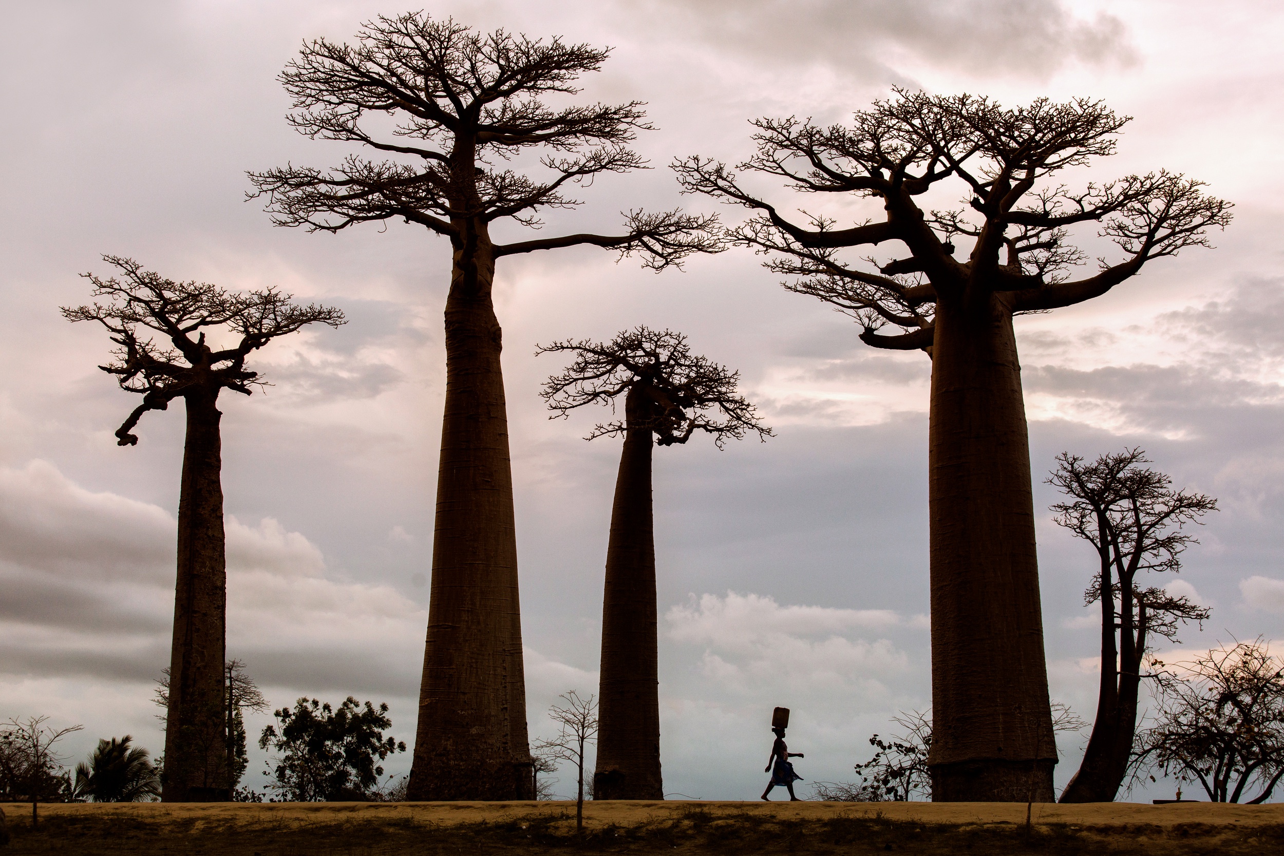 Africa Trees Plants Baobab Trees Baobabs Nature 2500x1667