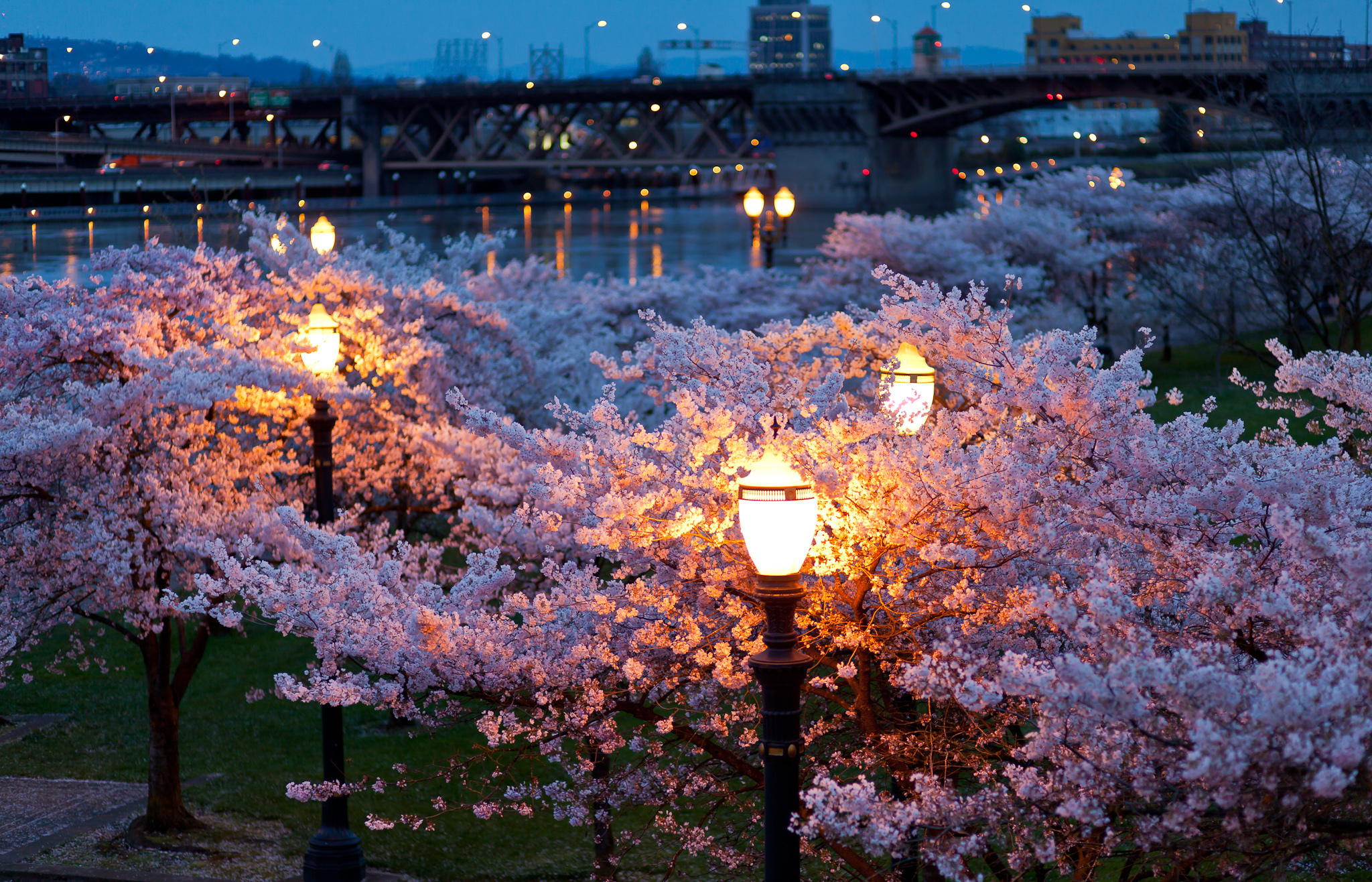 Blossom Lamp Post Bridge Night Light 2048x1316