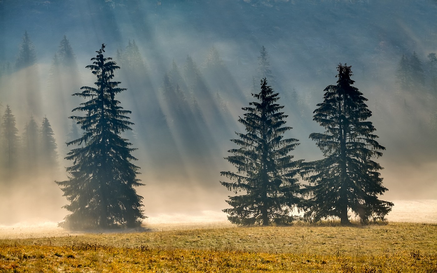 Photography Nature Landscape Pine Trees Morning Sunlight Mist Forest Dry Grass Sun Rays 1400x875
