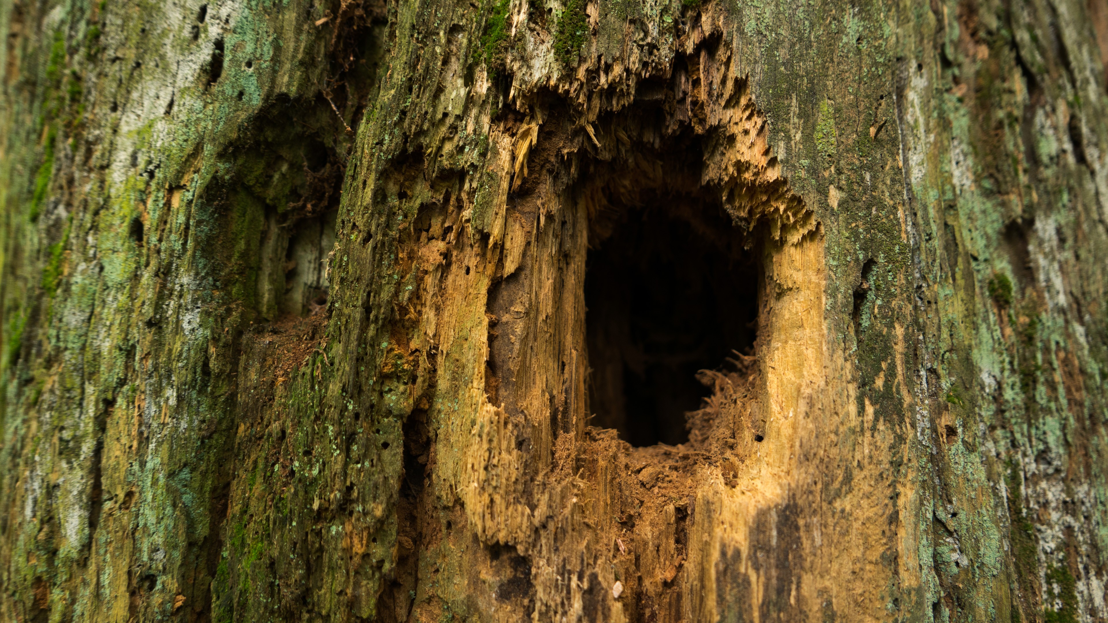 Hollow Dead Trees Depth Of Field Nature Photography Wood Closeup 4K 3840x2160