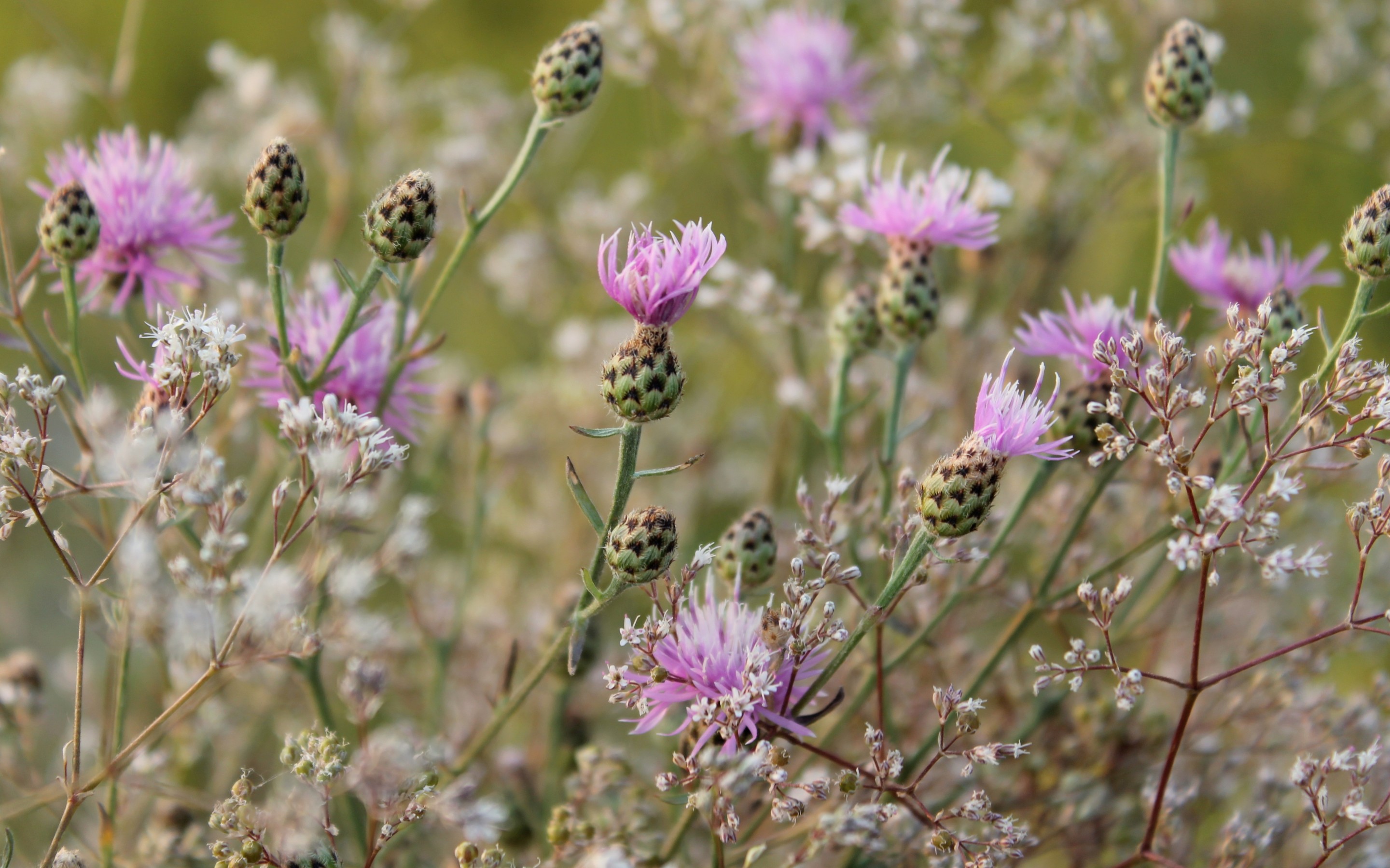 Thistle 2880x1800