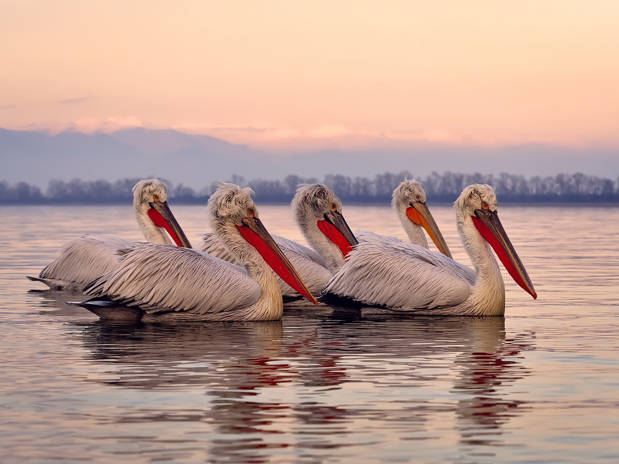 Pelicans Water Animals Birds 2048x1536