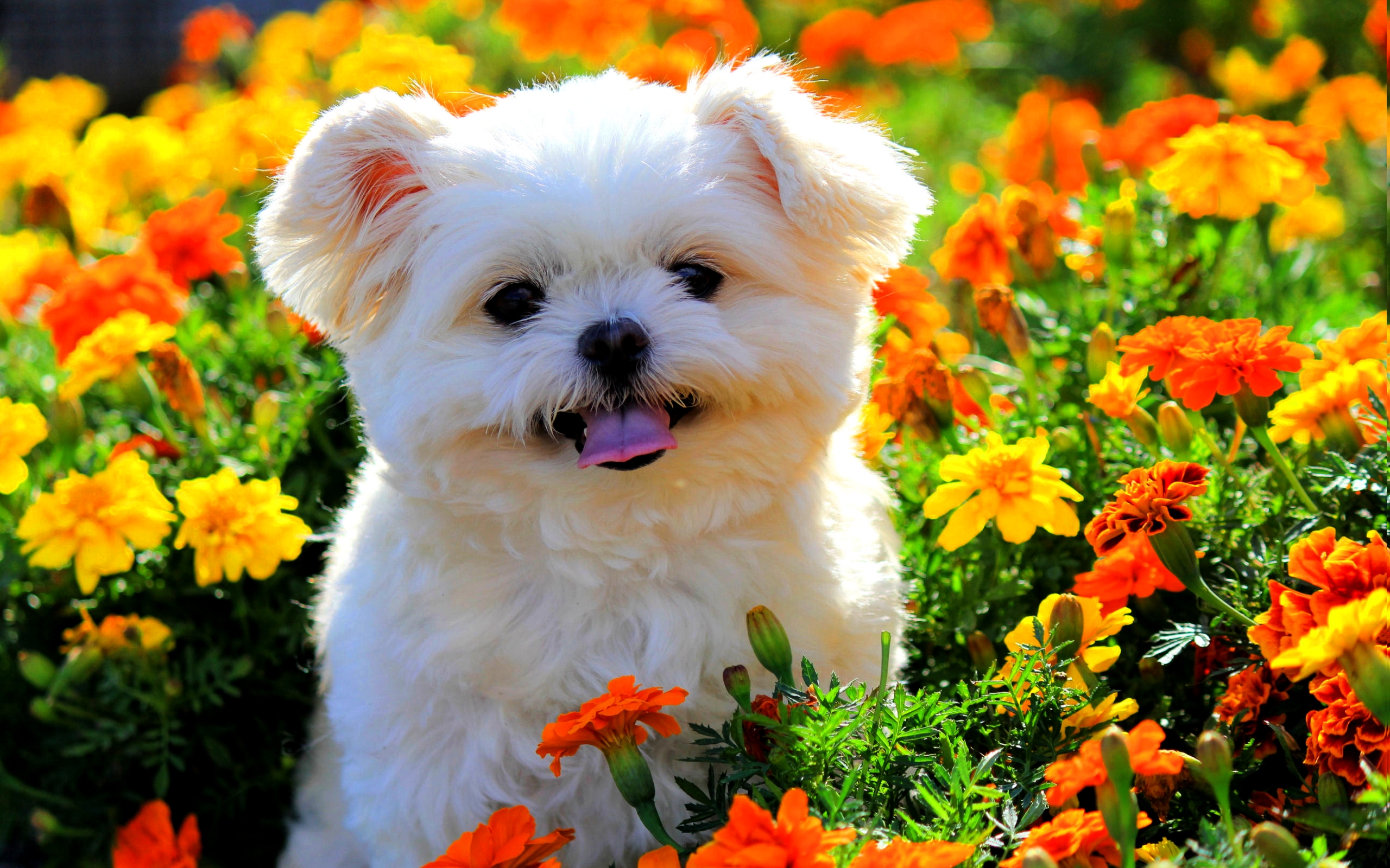 Animal Puppy Dog Shih Tzu Flower Marigold 2560x1600