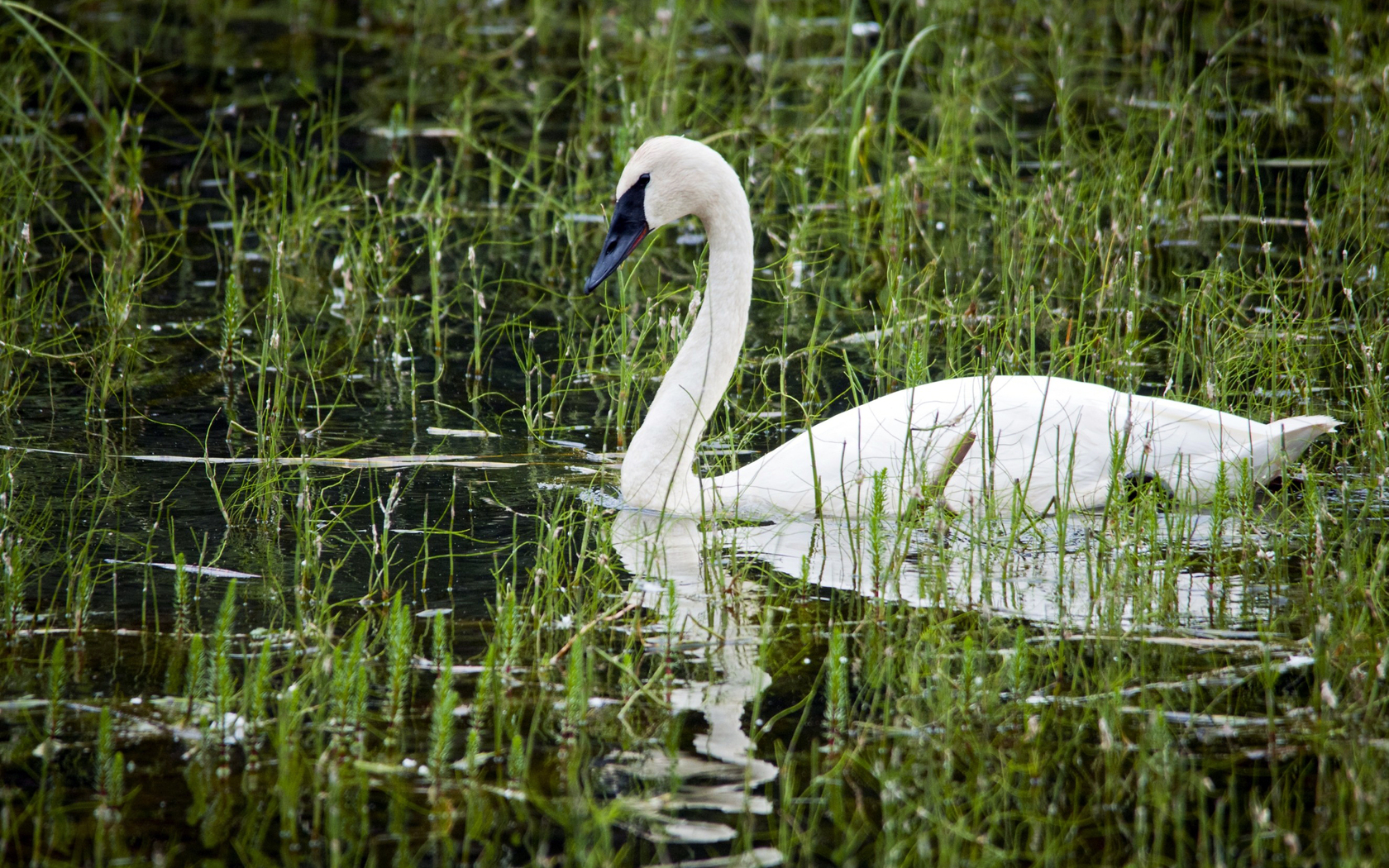Animal Trumpeter Swan 1680x1050