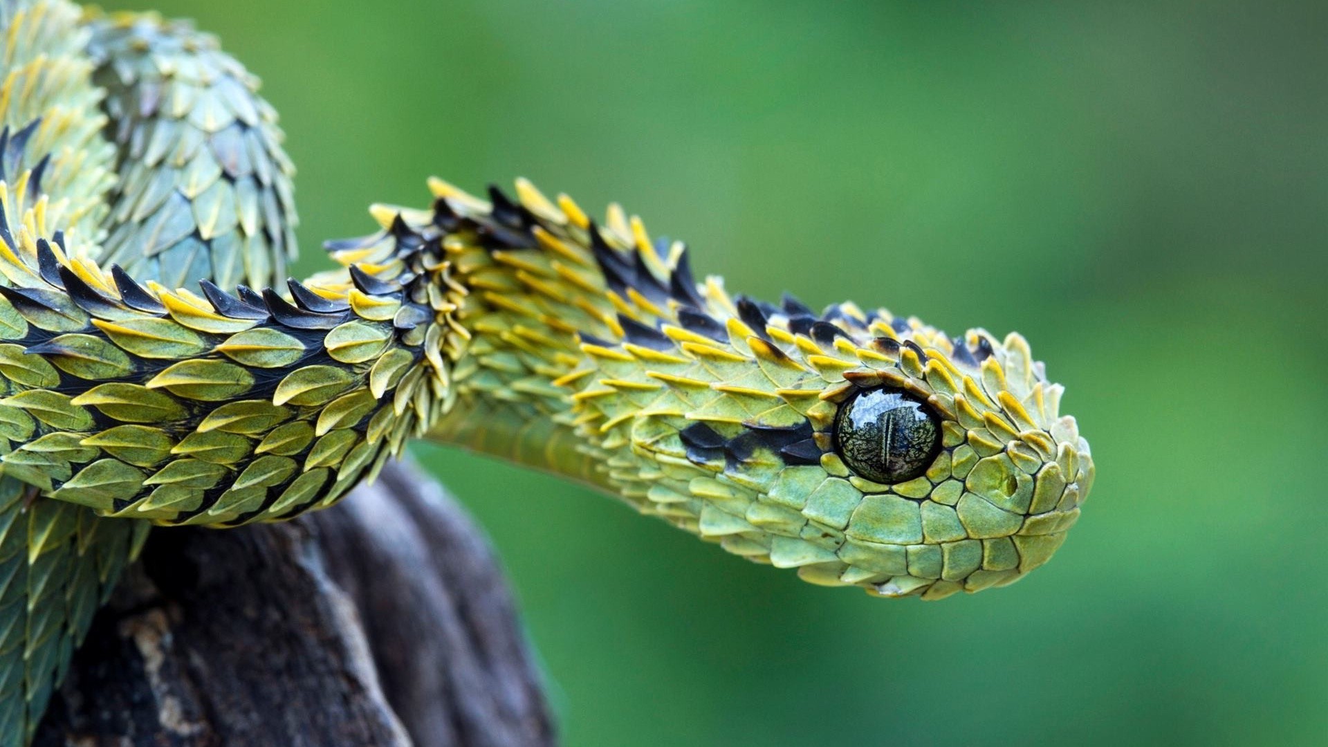 Snake Animals Nature Macro Vipers 1920x1080