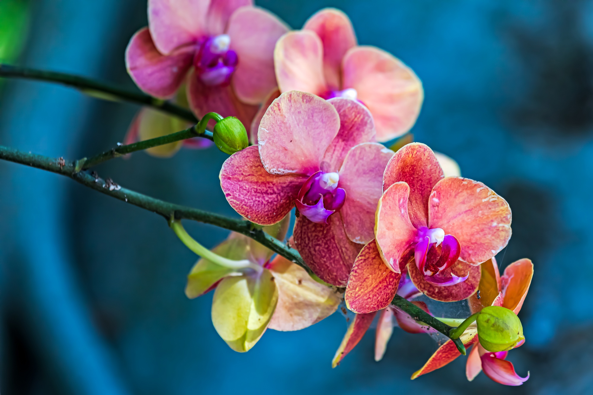 Flowers Colorful Plants Orchids Vibrant 2000x1333