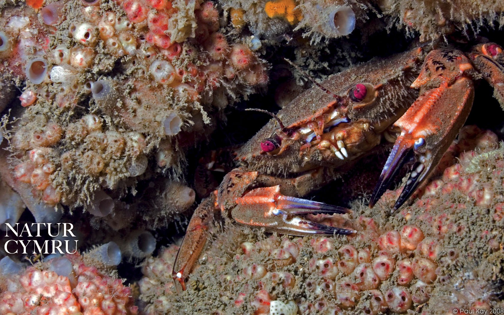 Animals Crabs Nature 1680x1050