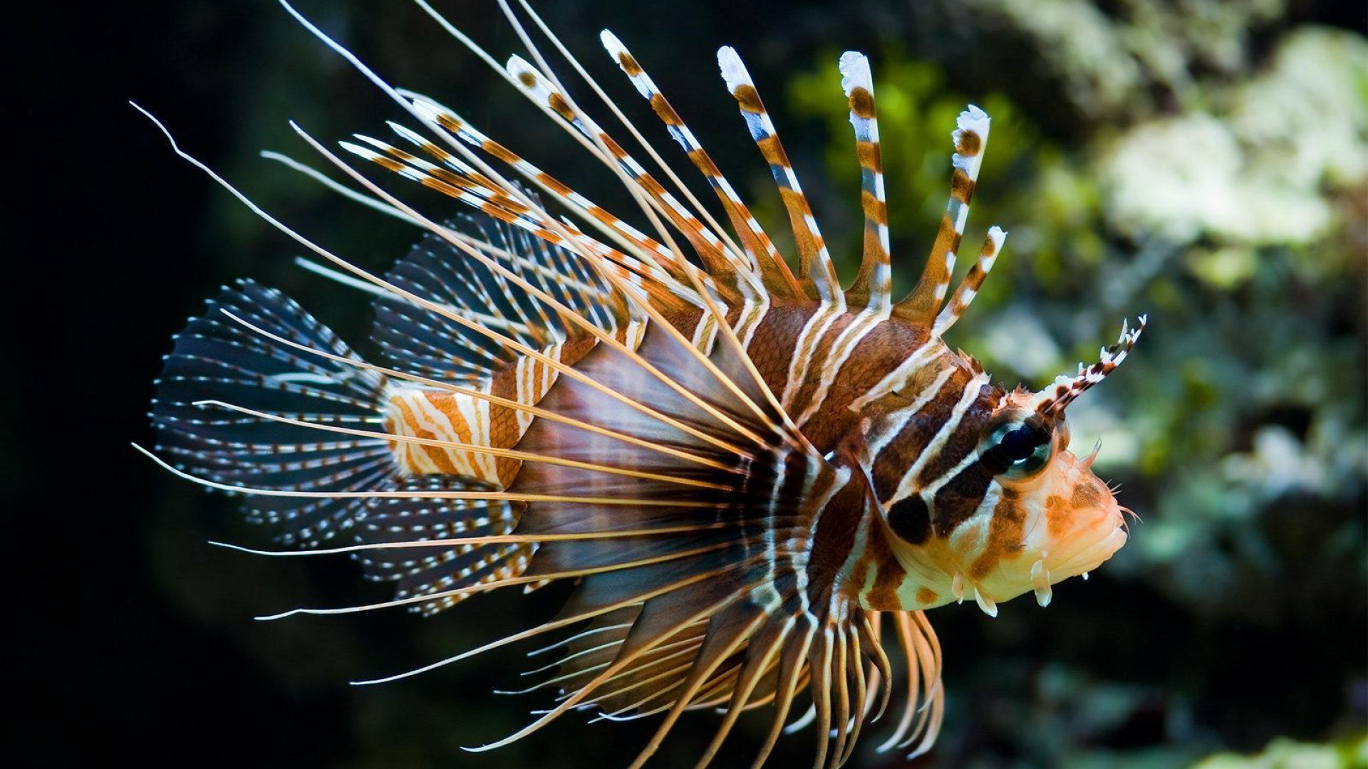 Fish Lionfish Macro Underwater 1920x1080