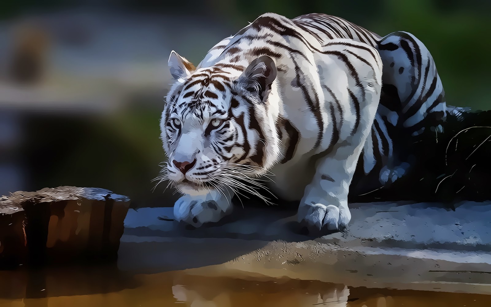 Tiger White Tigers Animals Artwork Drawing 1600x1000
