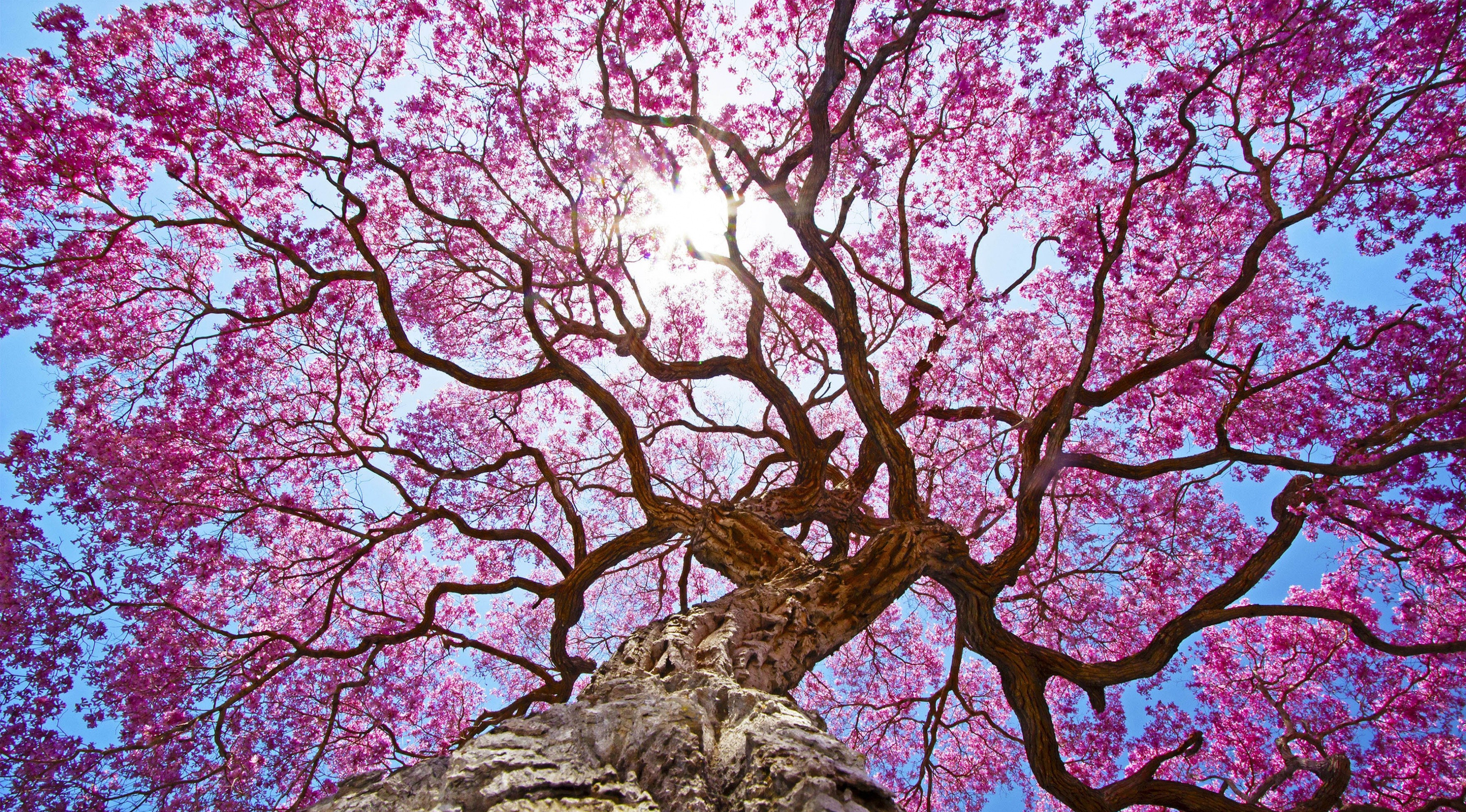 Earth Tree Sakura Blossom Pink Canopy 3554x1970