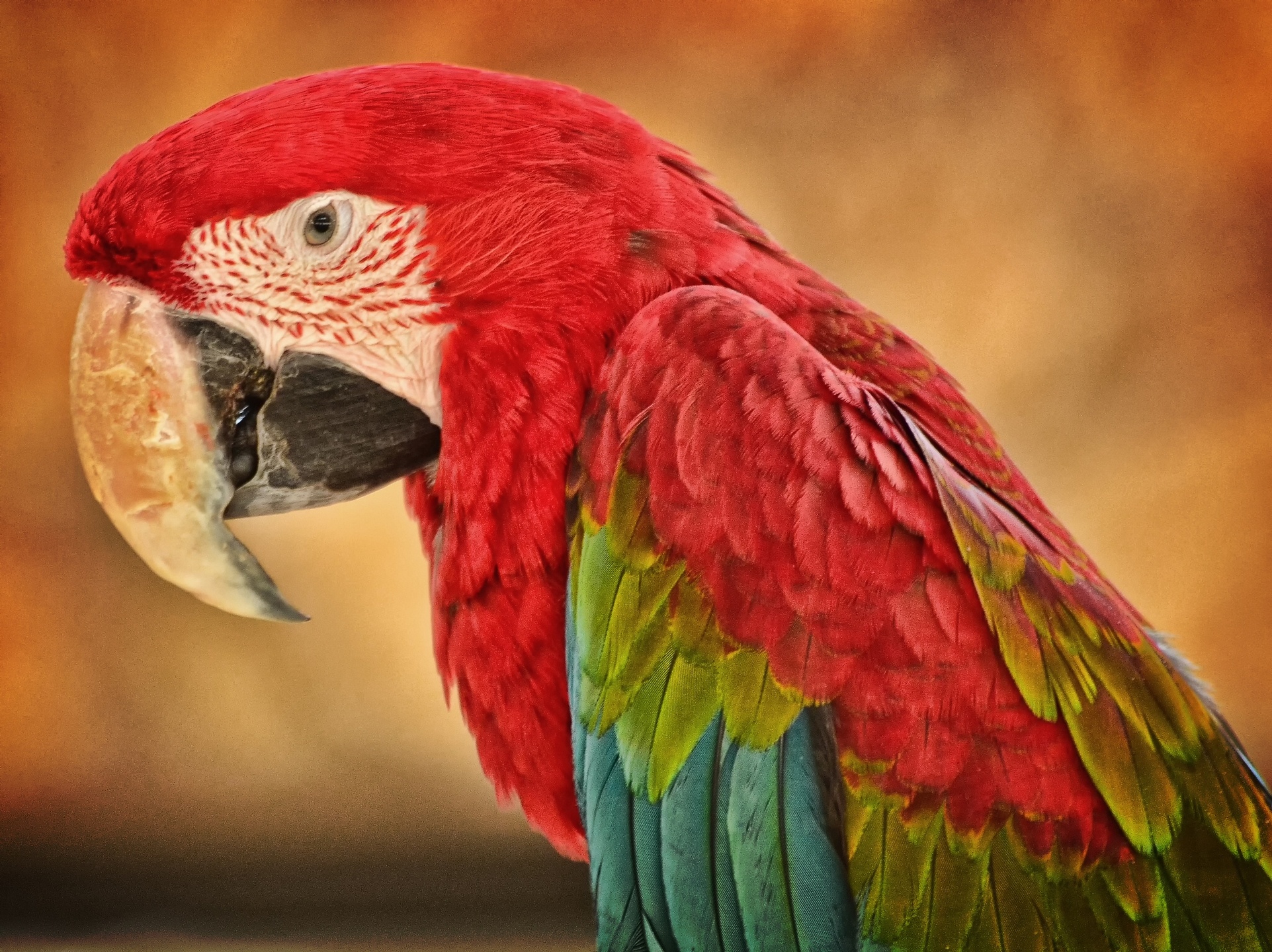 Animal Red And Green Macaw 1923x1440