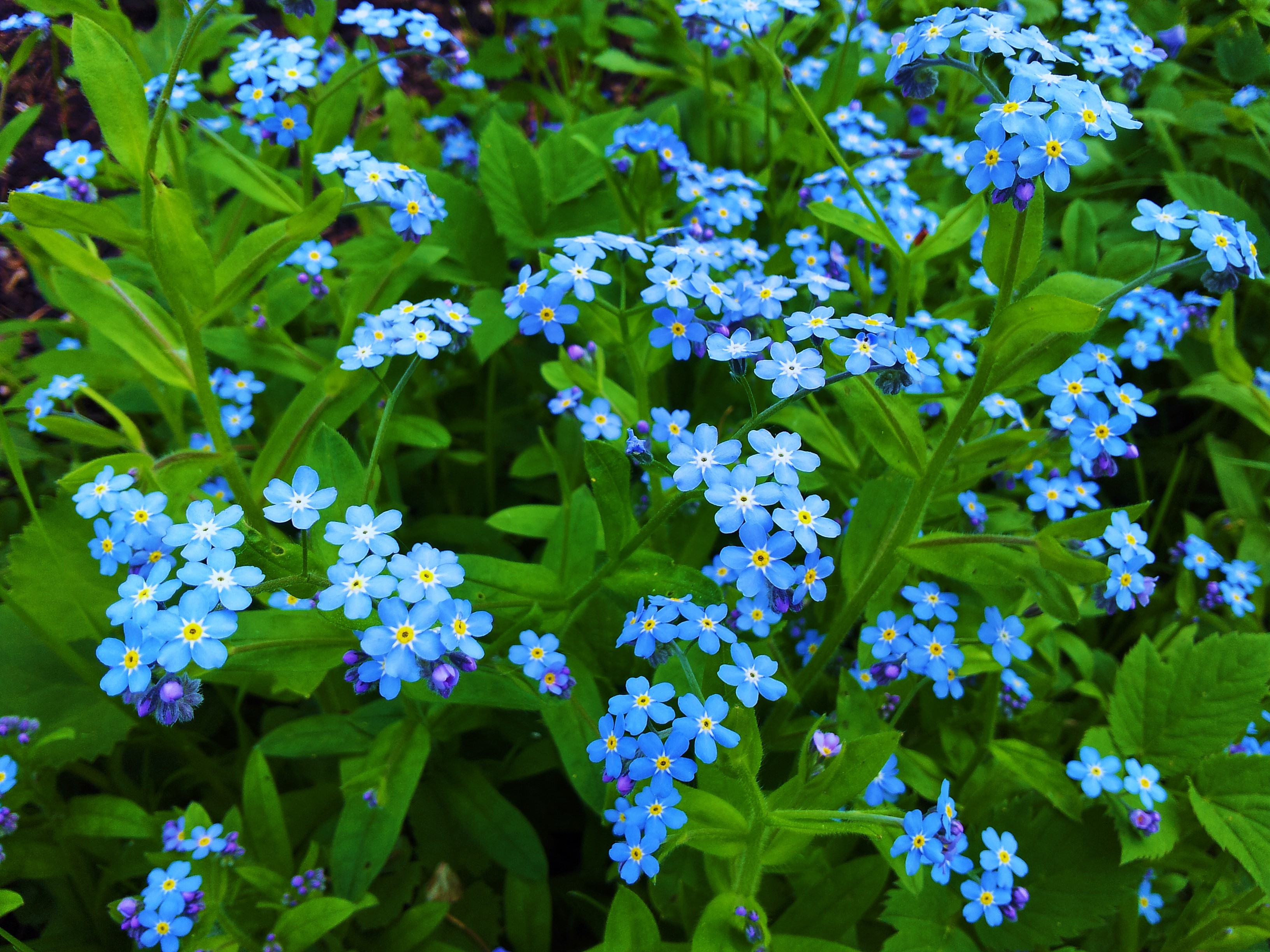 Earth Flower Forget Me Not Leaf Blue Flower 3264x2448