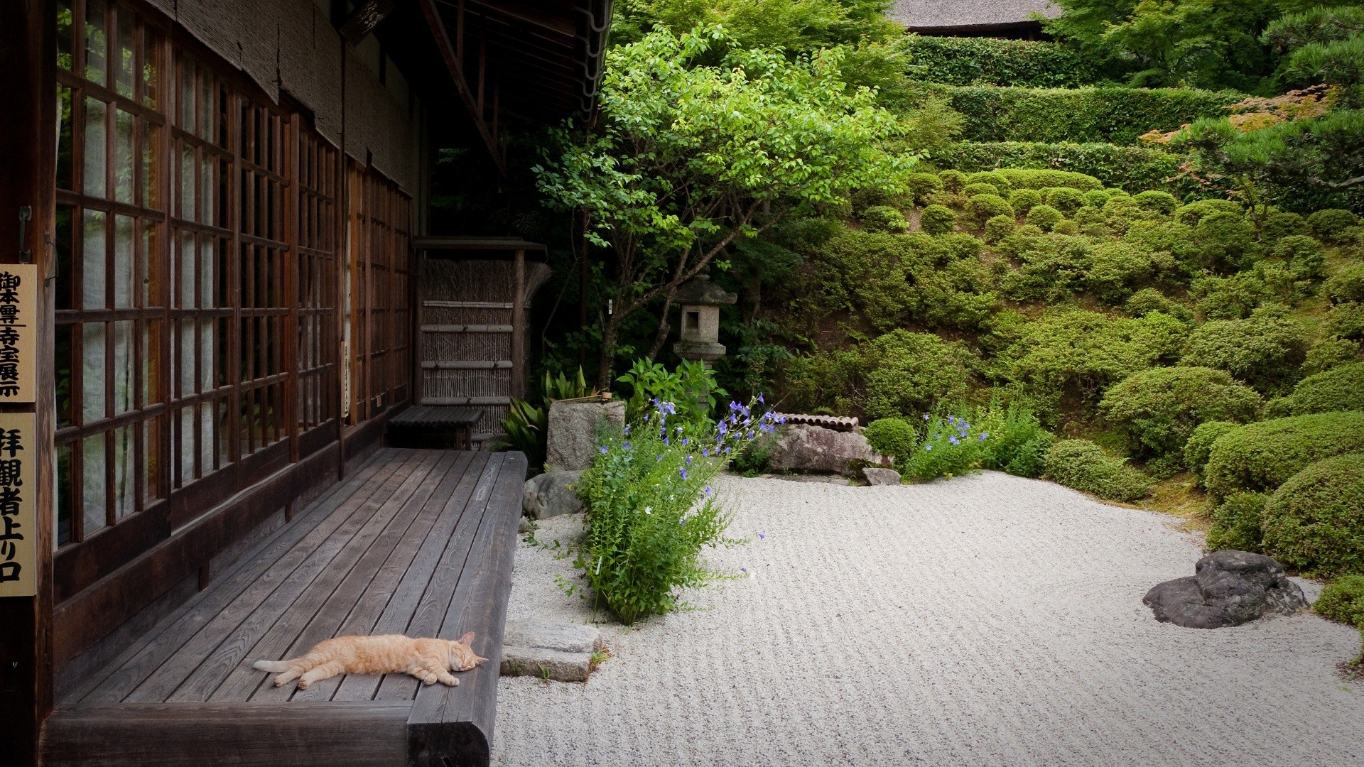 Cats Japan Japanese Garden Backyard Plants Garden 1920x1080