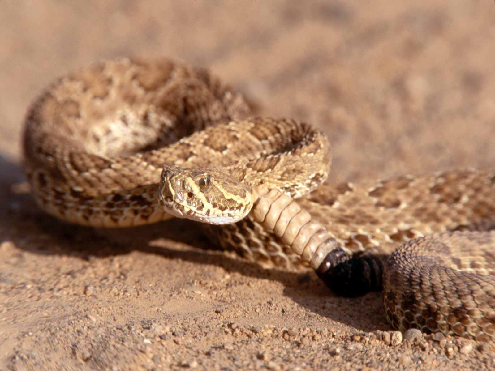Animal Rattlesnake 1600x1200
