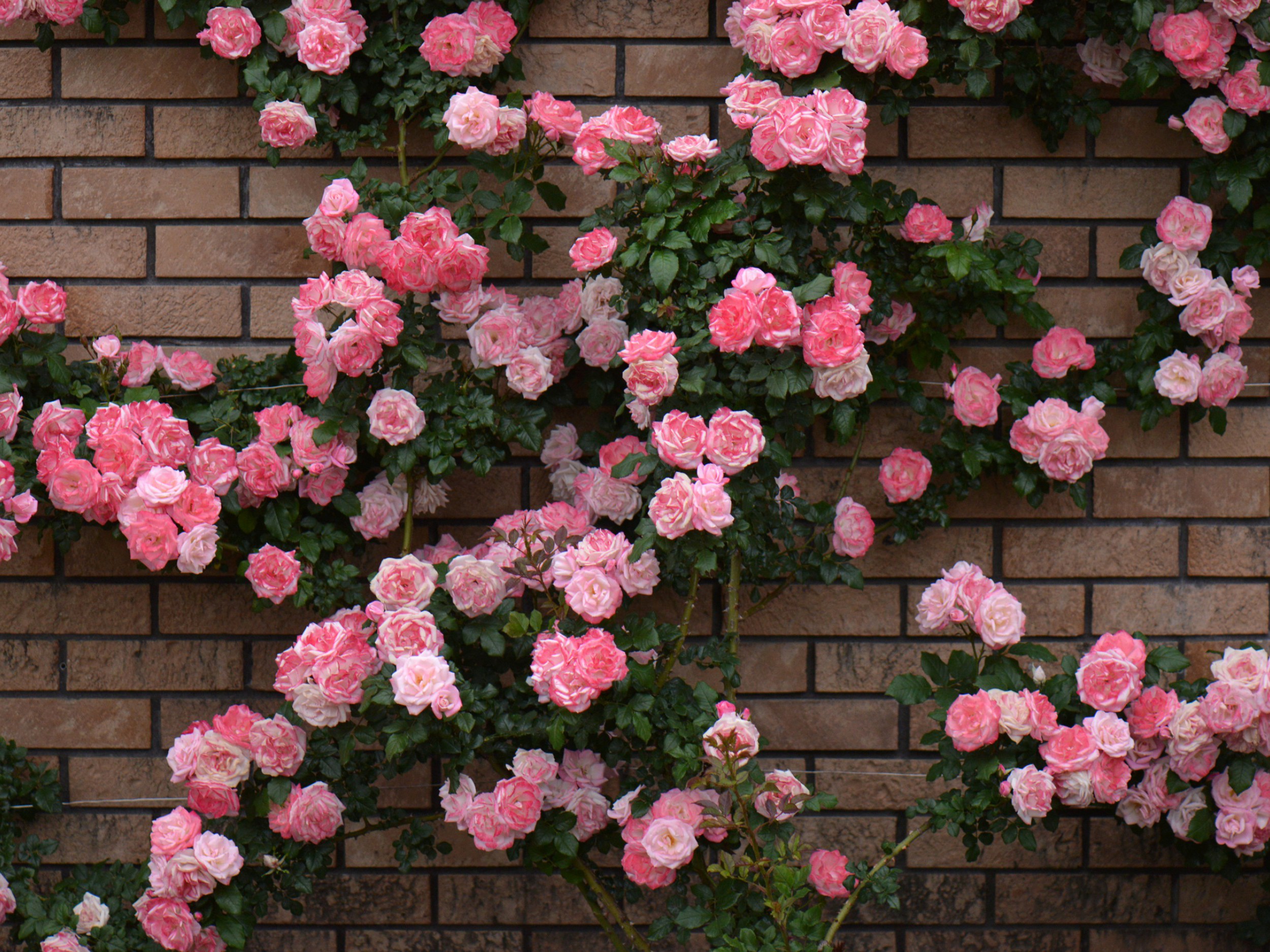 Earth Flower Rose Rose Bush Brick Pink Flower 2500x1875