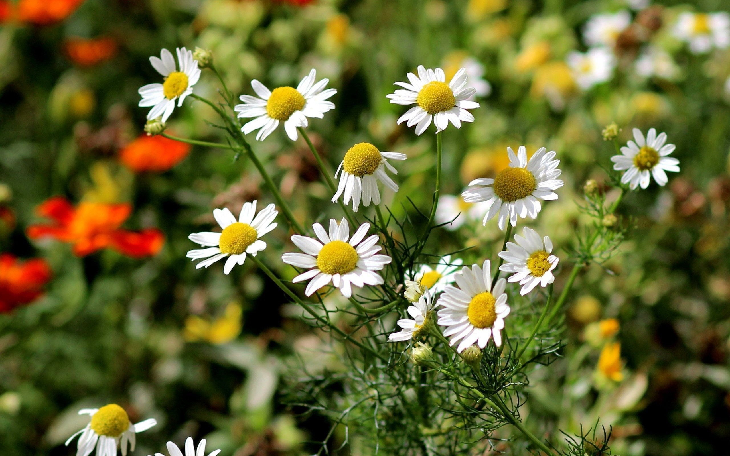 Nature Flowers Matricaria Daisies 2560x1600