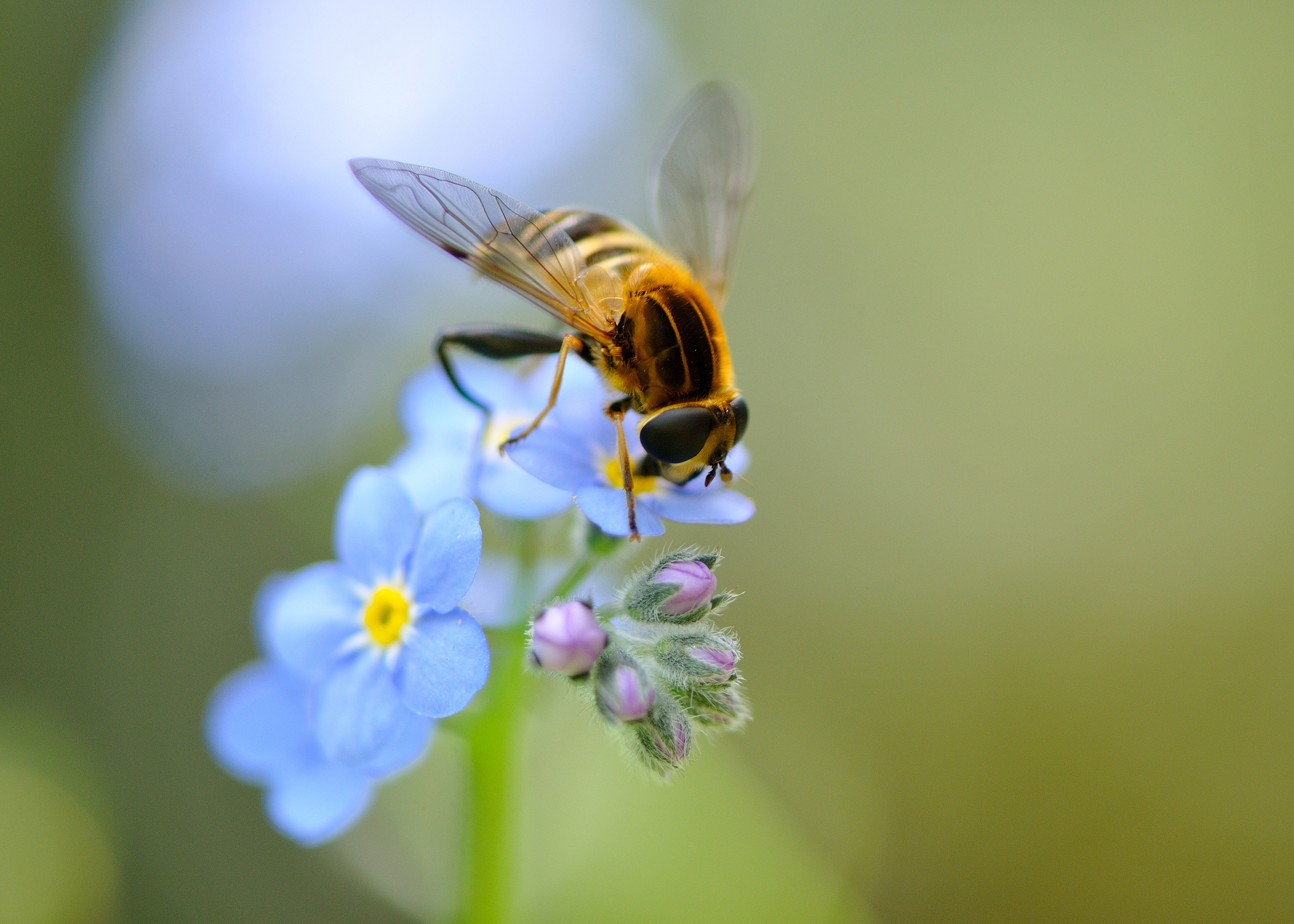 Animal Hoverfly 2048x1463