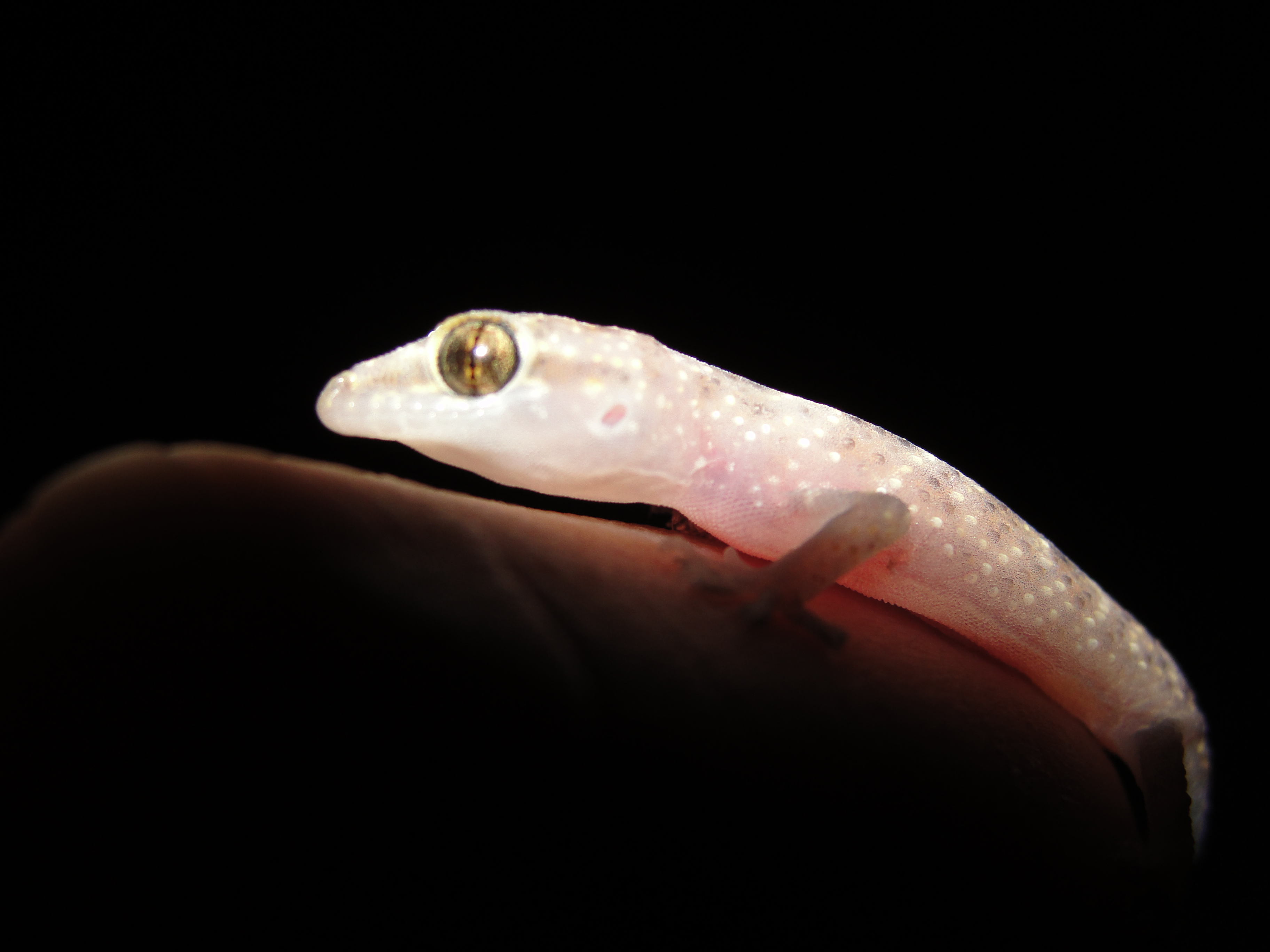 Animal Gecko 3648x2736