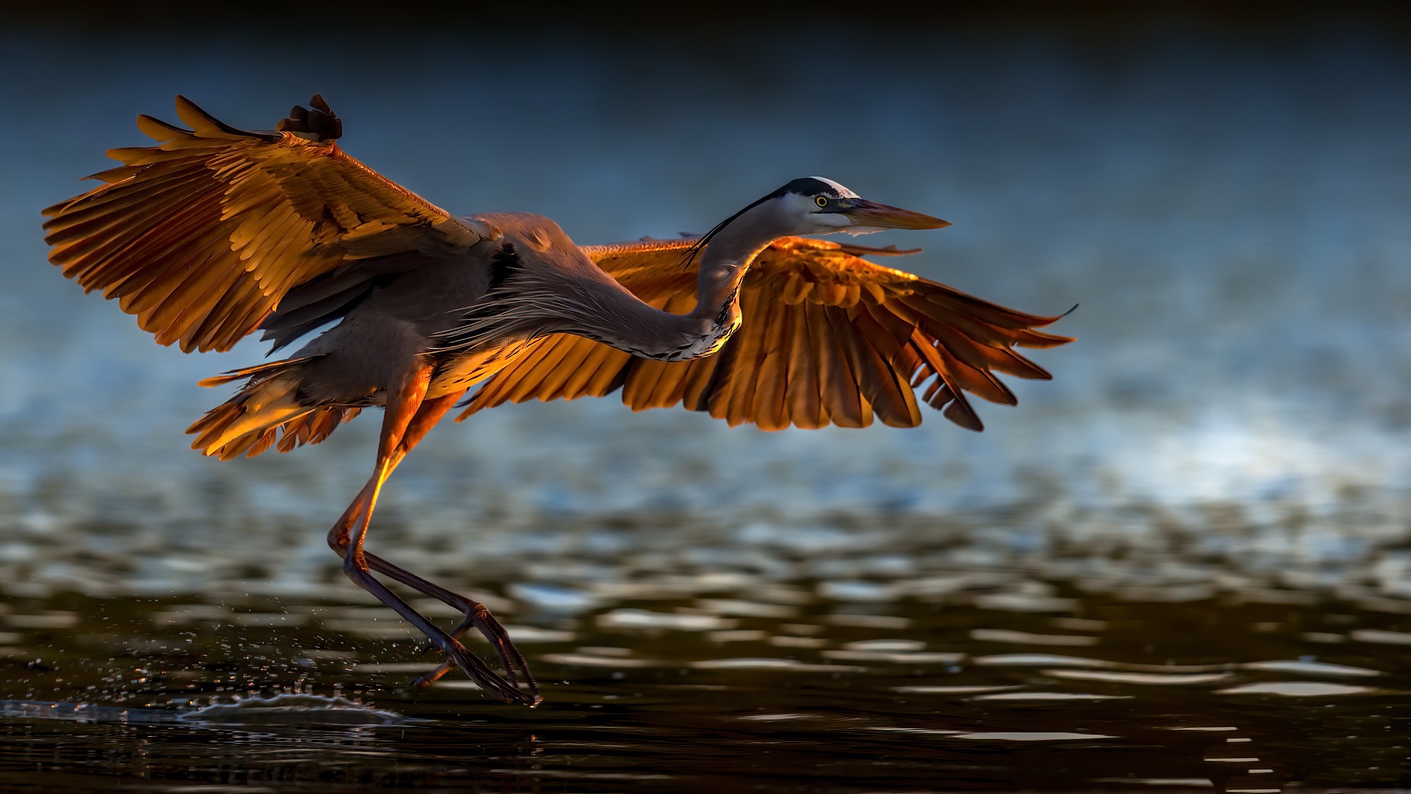 Nature Birds Water Animals Cranes 2000x1125