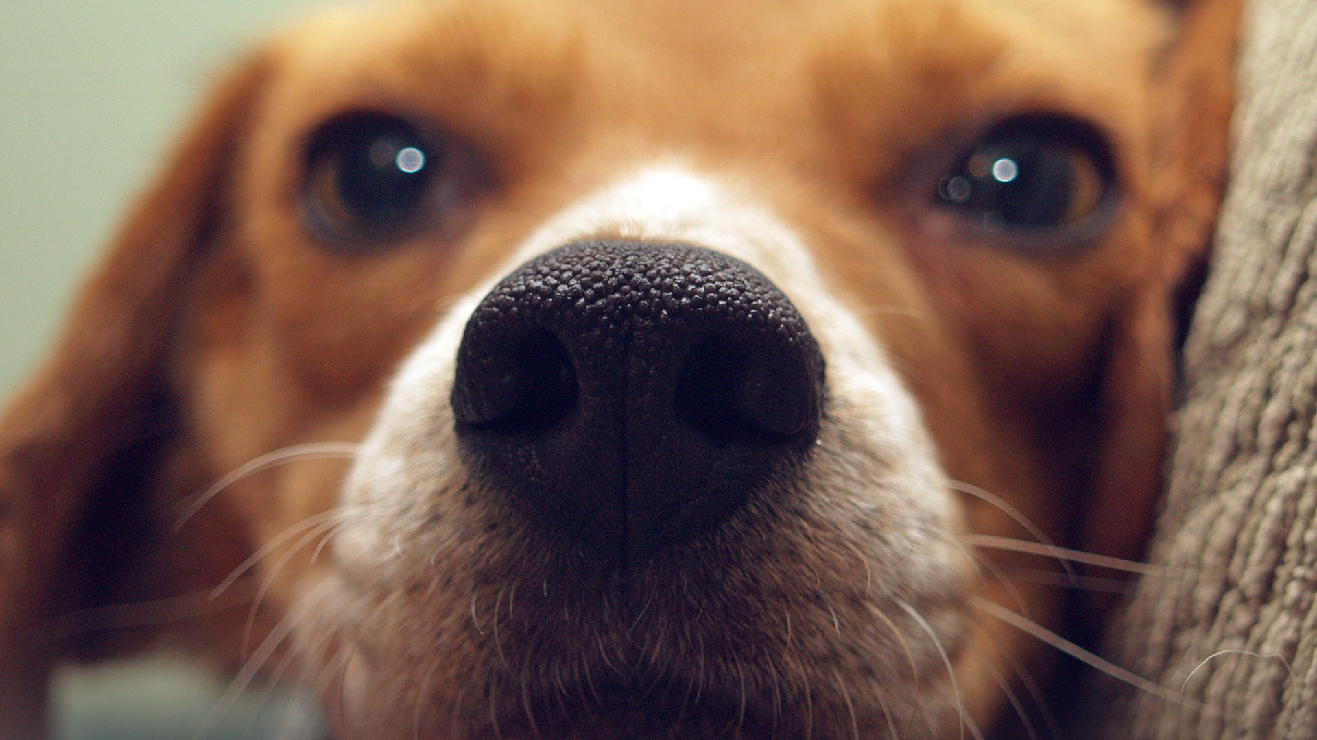 Nature Animals Dog Pet Closeup Muzzles Depth Of Field 1920x1080