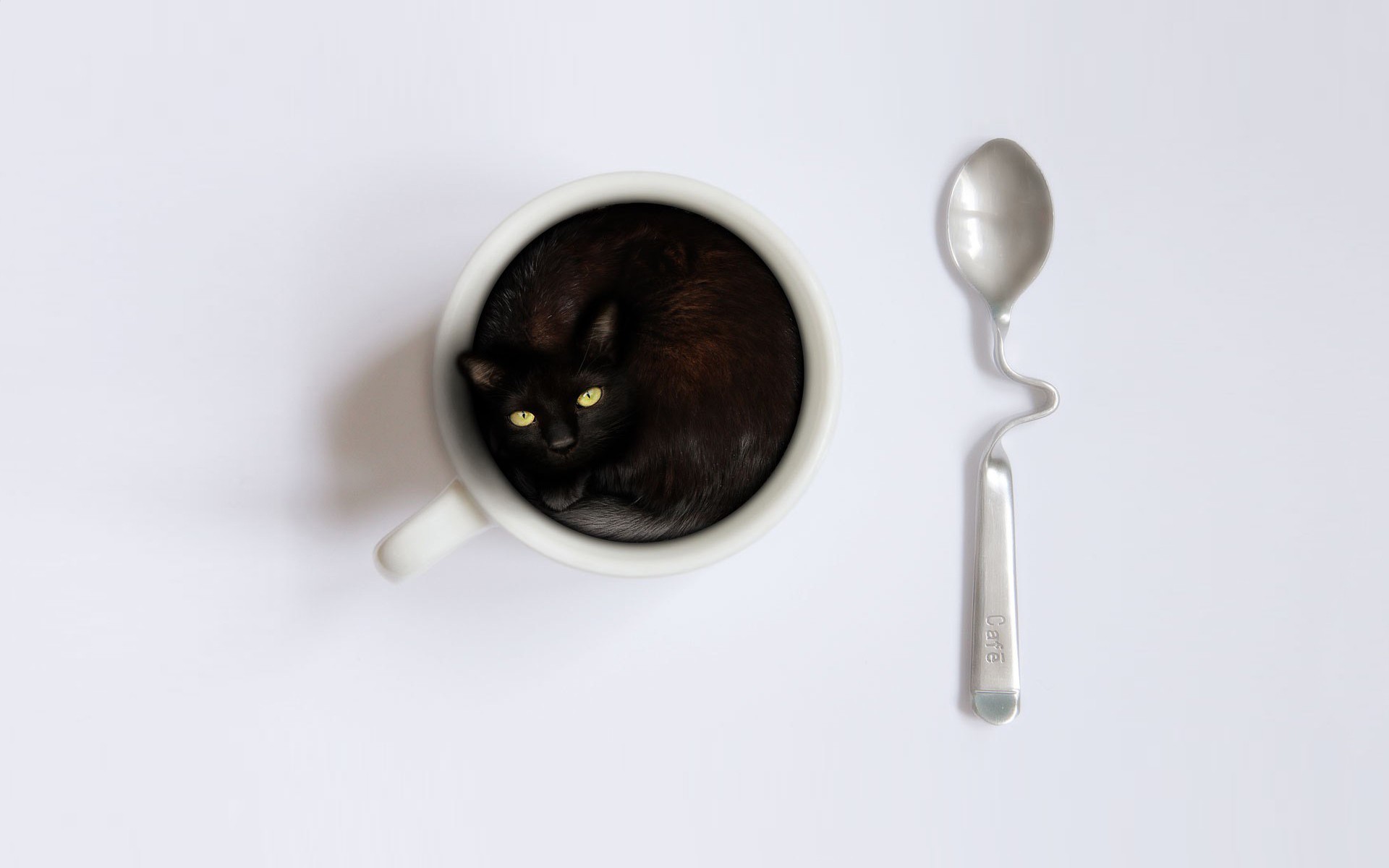 Cats Spoons Cup Animals 1920x1200