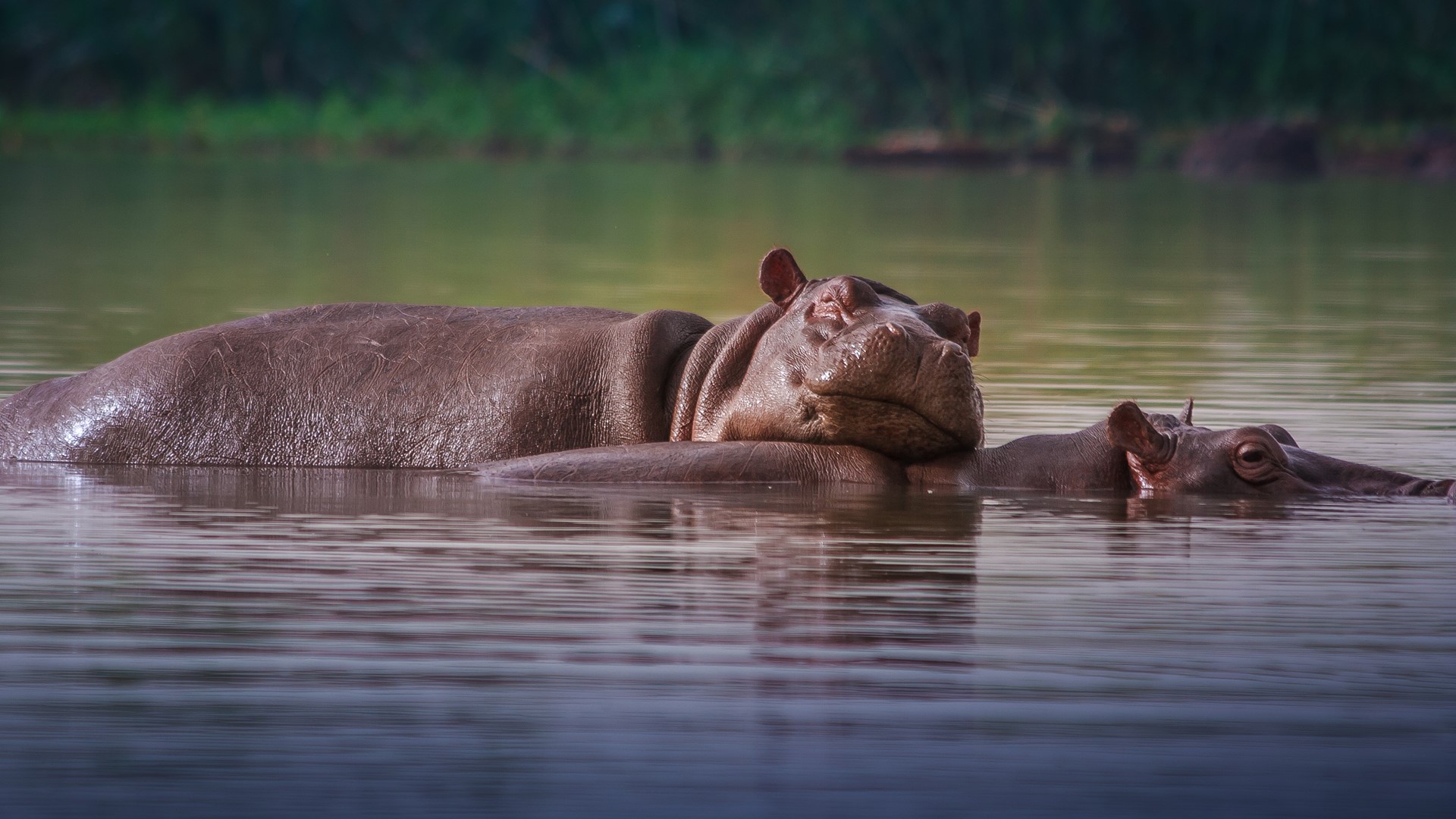 Hippos Ethiopia Resting Head River Forest Ripples Nature 1920x1080