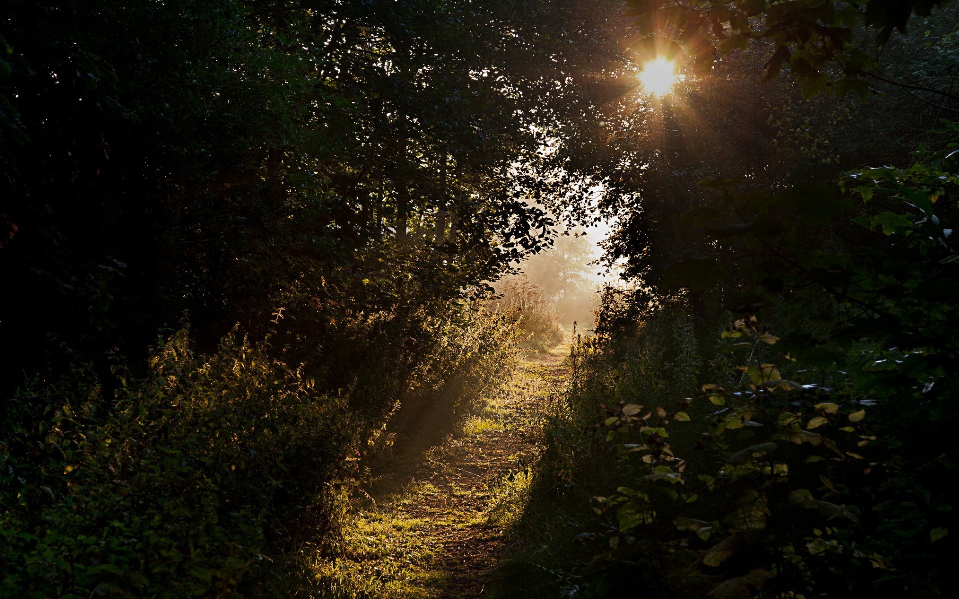 Forest Solice Sunlight Nature Path 1920x1200