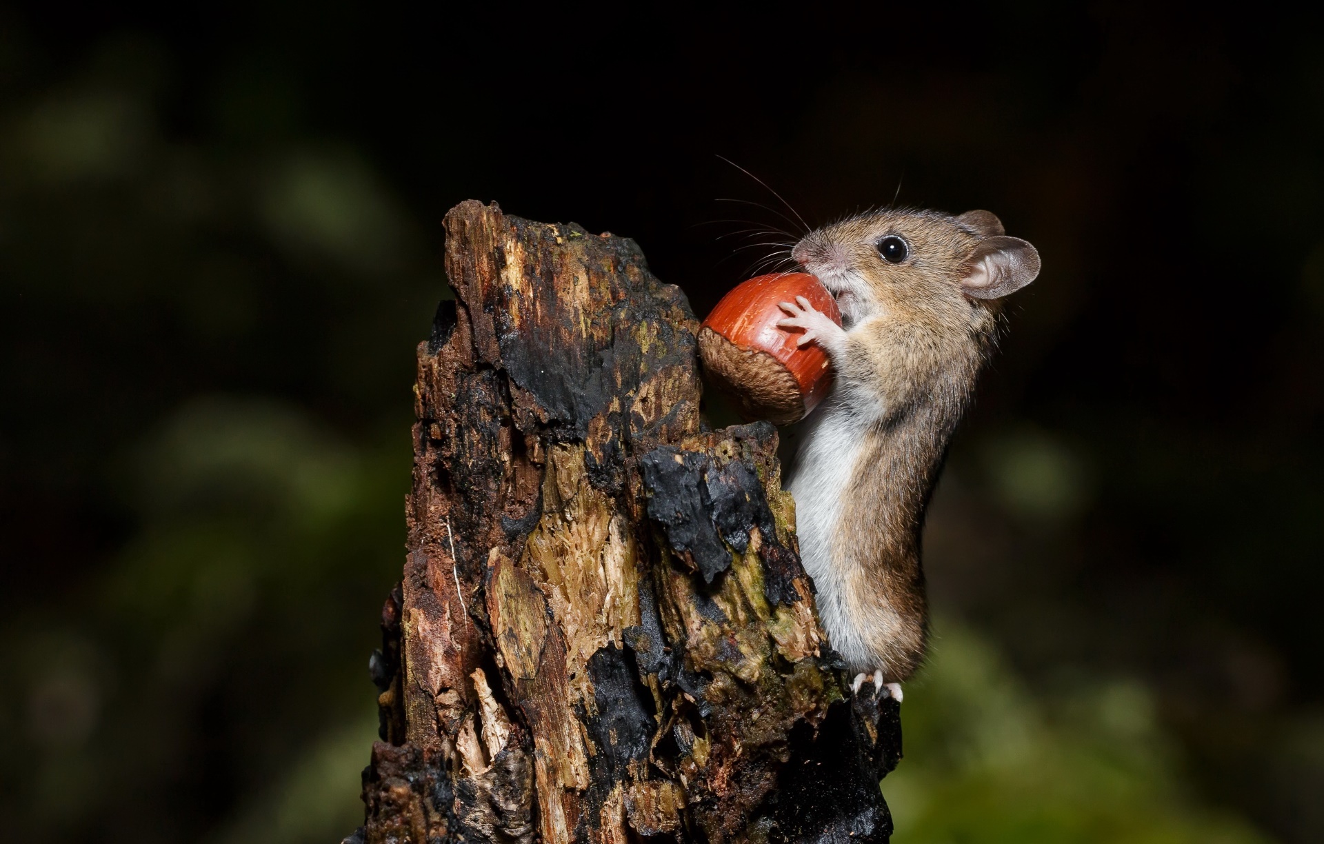 Mammals Mice Animals Nuts 1920x1224