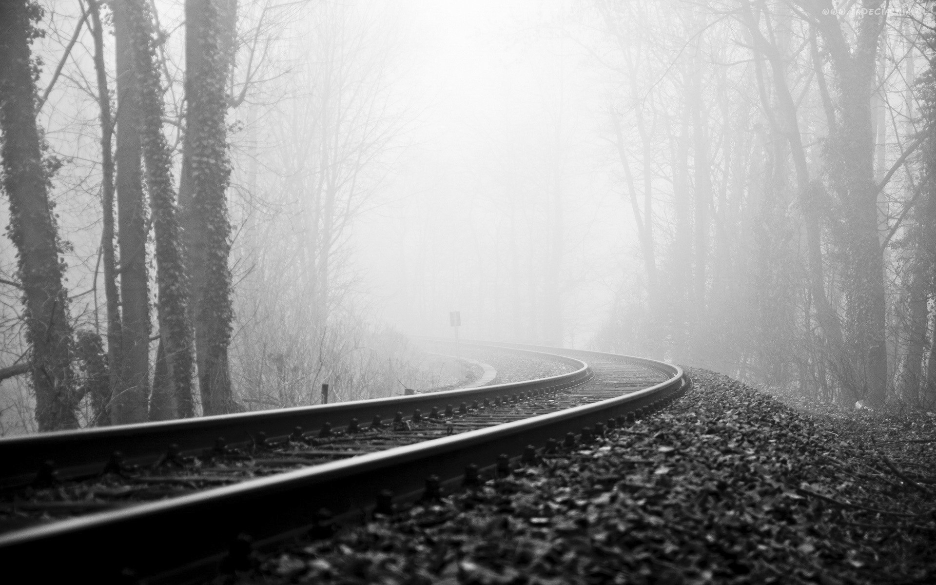 Forest Railway Monochrome Railroad Track Outdoors 1920x1200