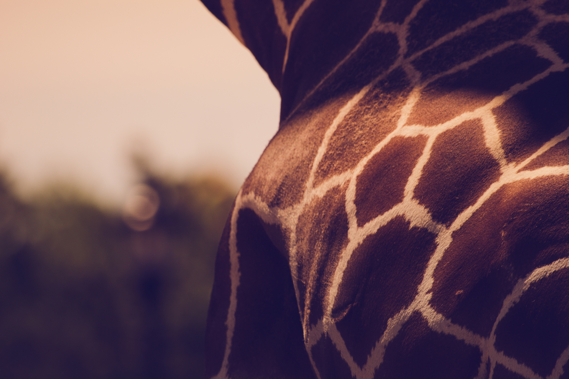 Texture Animals Giraffes 1920x1280