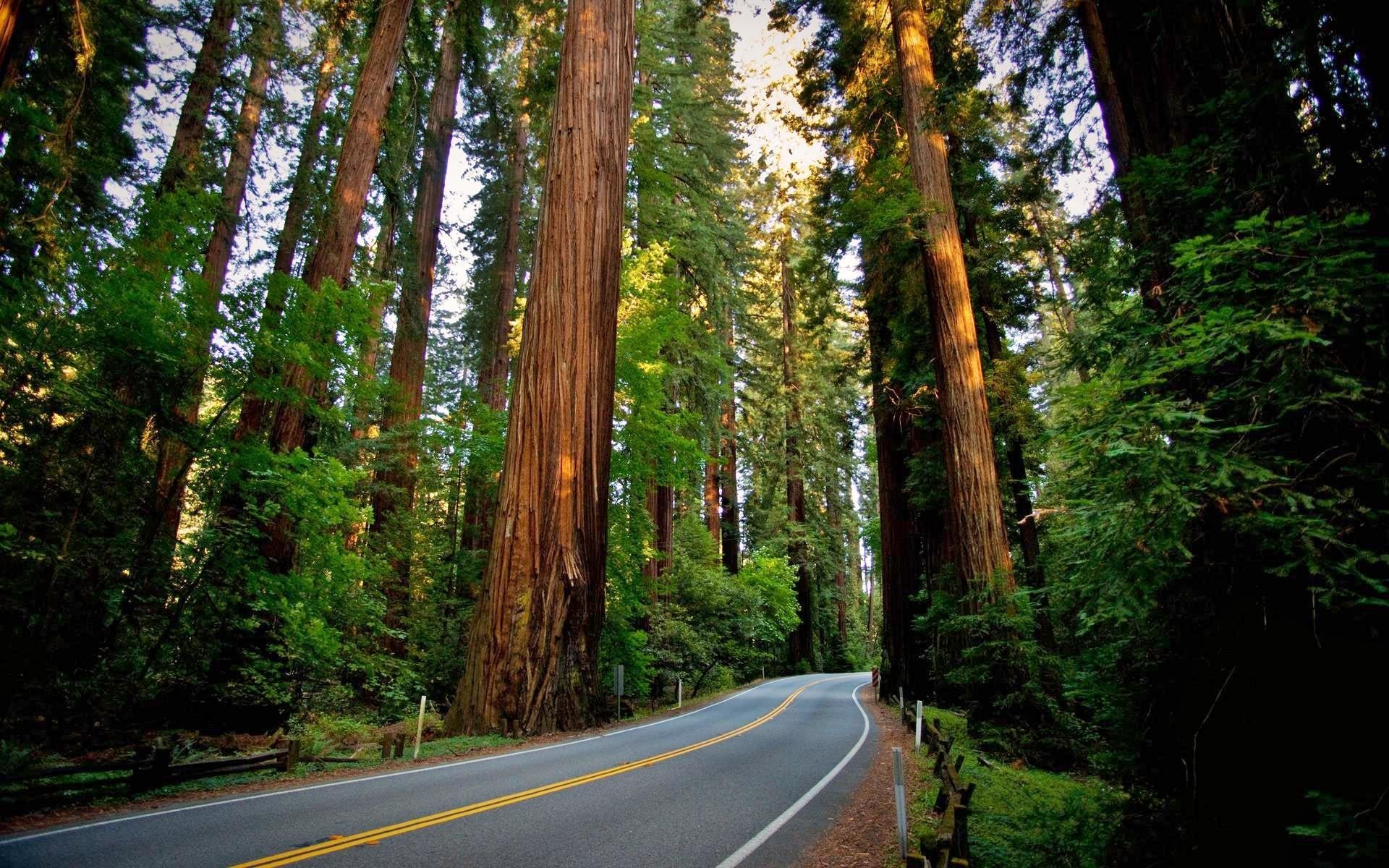 Road Sequoias Redwood Nature Landscape Forest 1920x1200