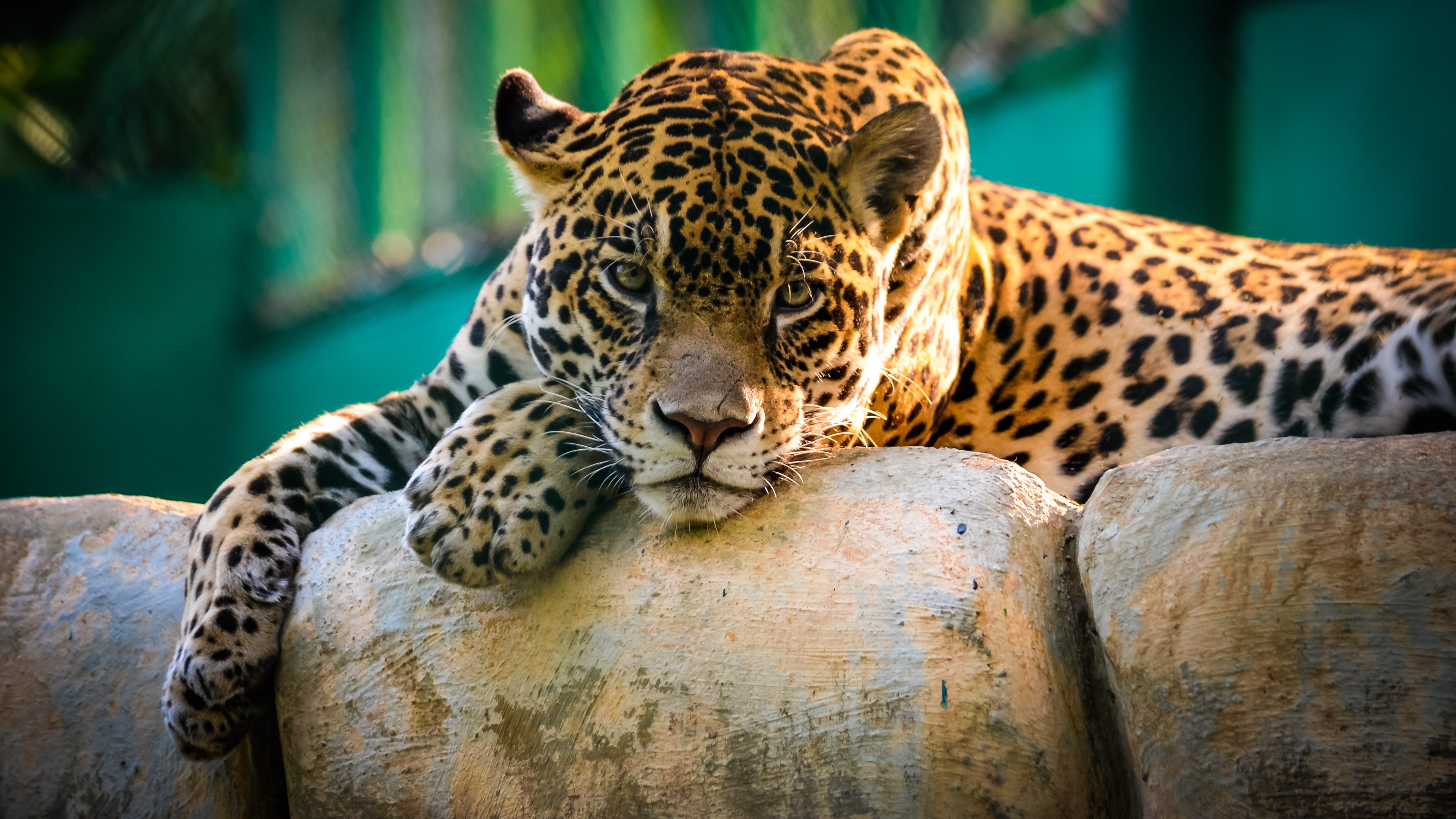Nature Animals Wildlife Leopard Cats Jaguars Jaguar 3840x2160