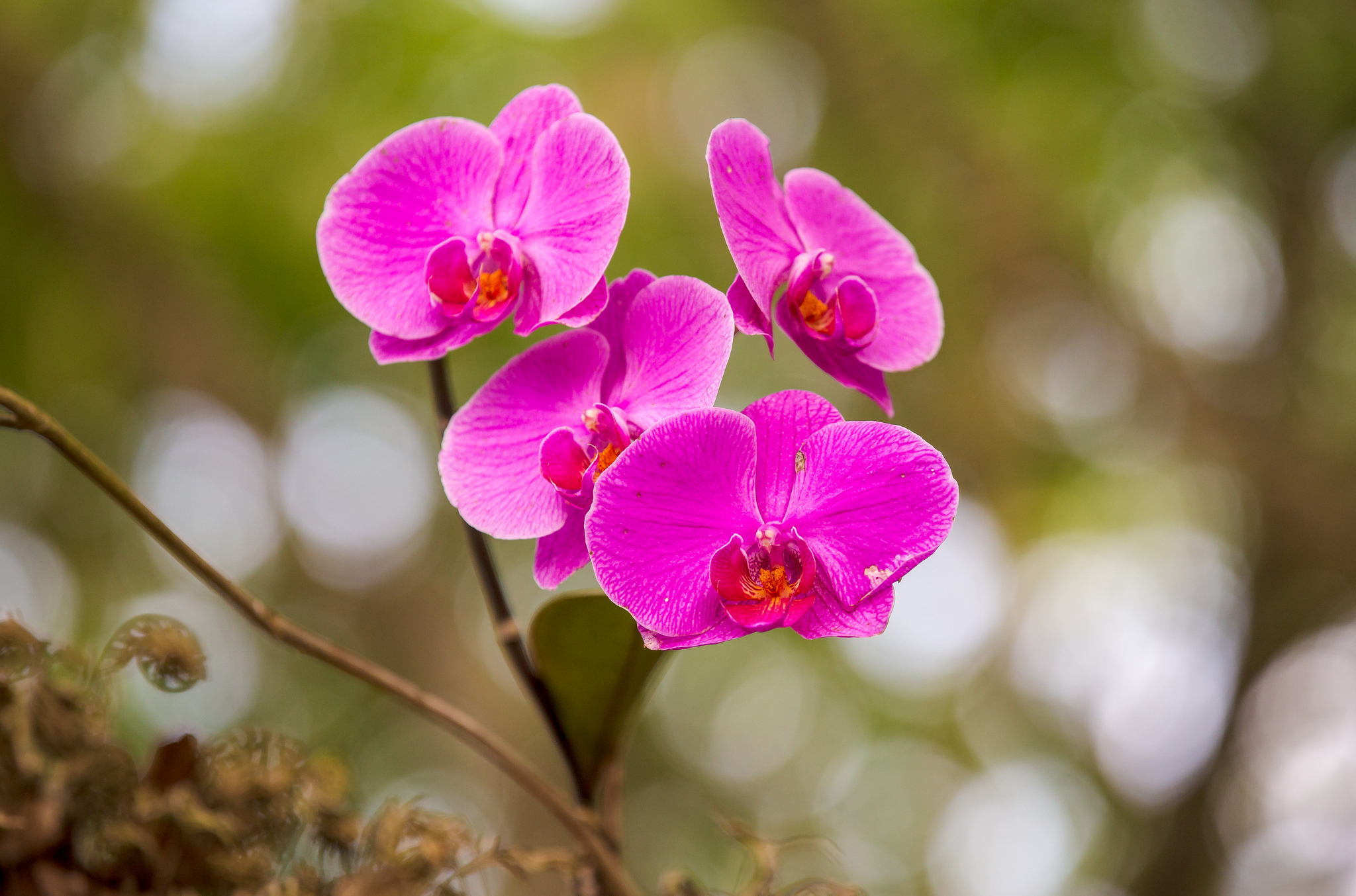 Macro Plants Flowers Orchids 2048x1354